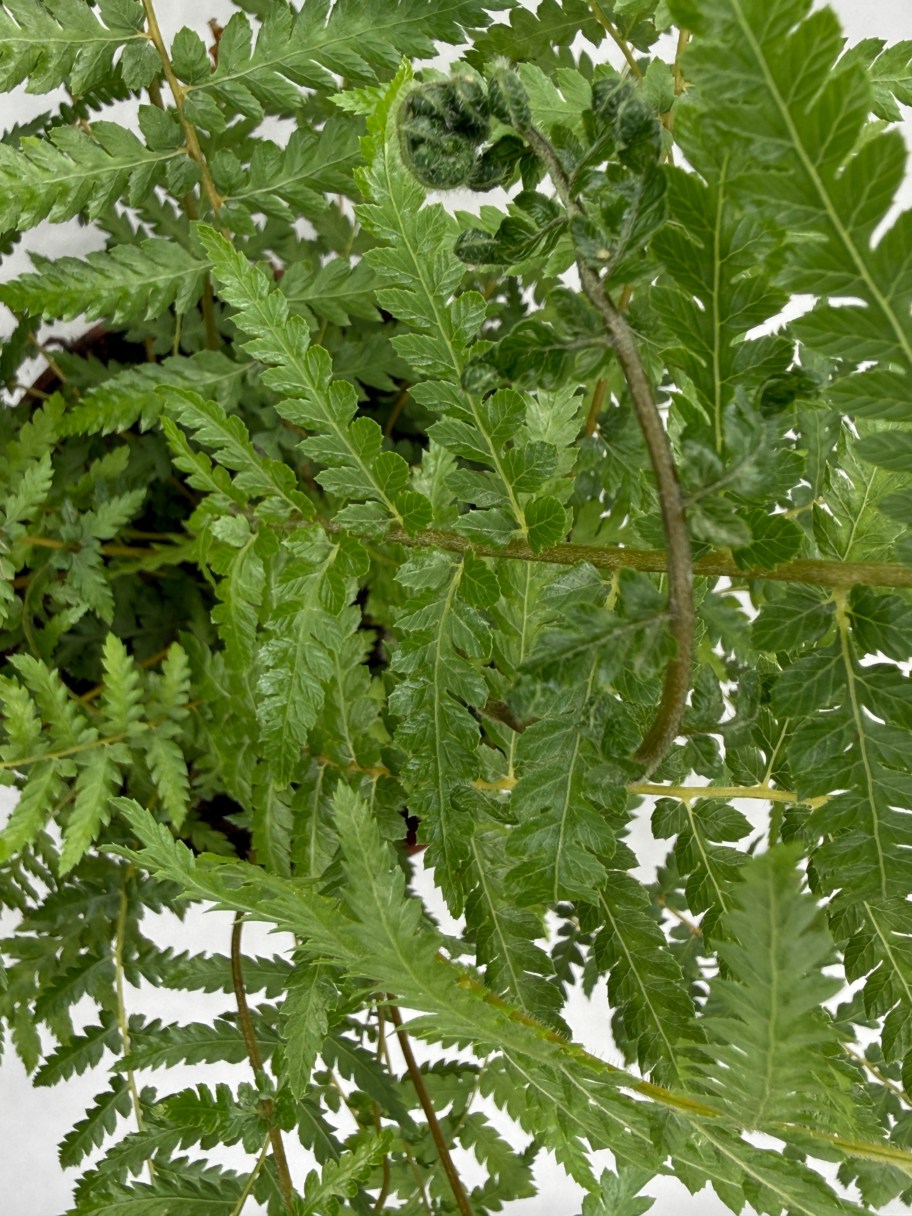 Dicksonia antarctica - La Felce Arborea (Vaso 17 cm - Altezza 35 cm)