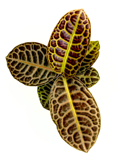 Labisia &
