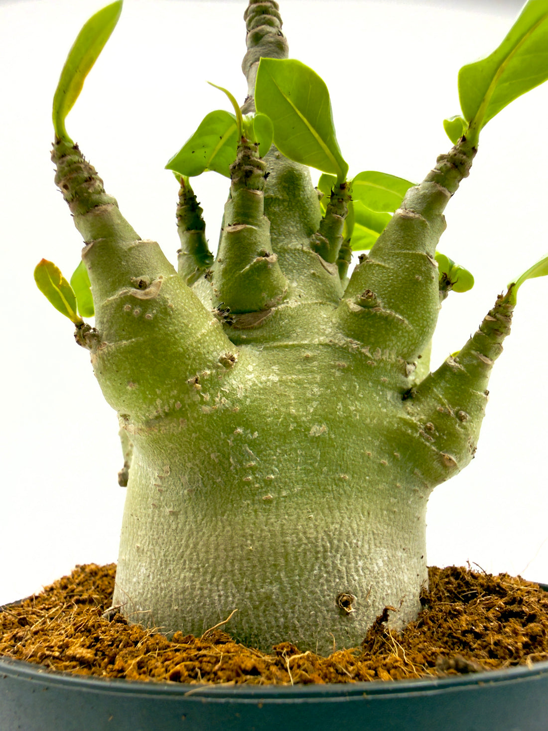 Adenium Baobab - La Rosa del Deserto (Vaso 12 cm - Altezza 25 cm)