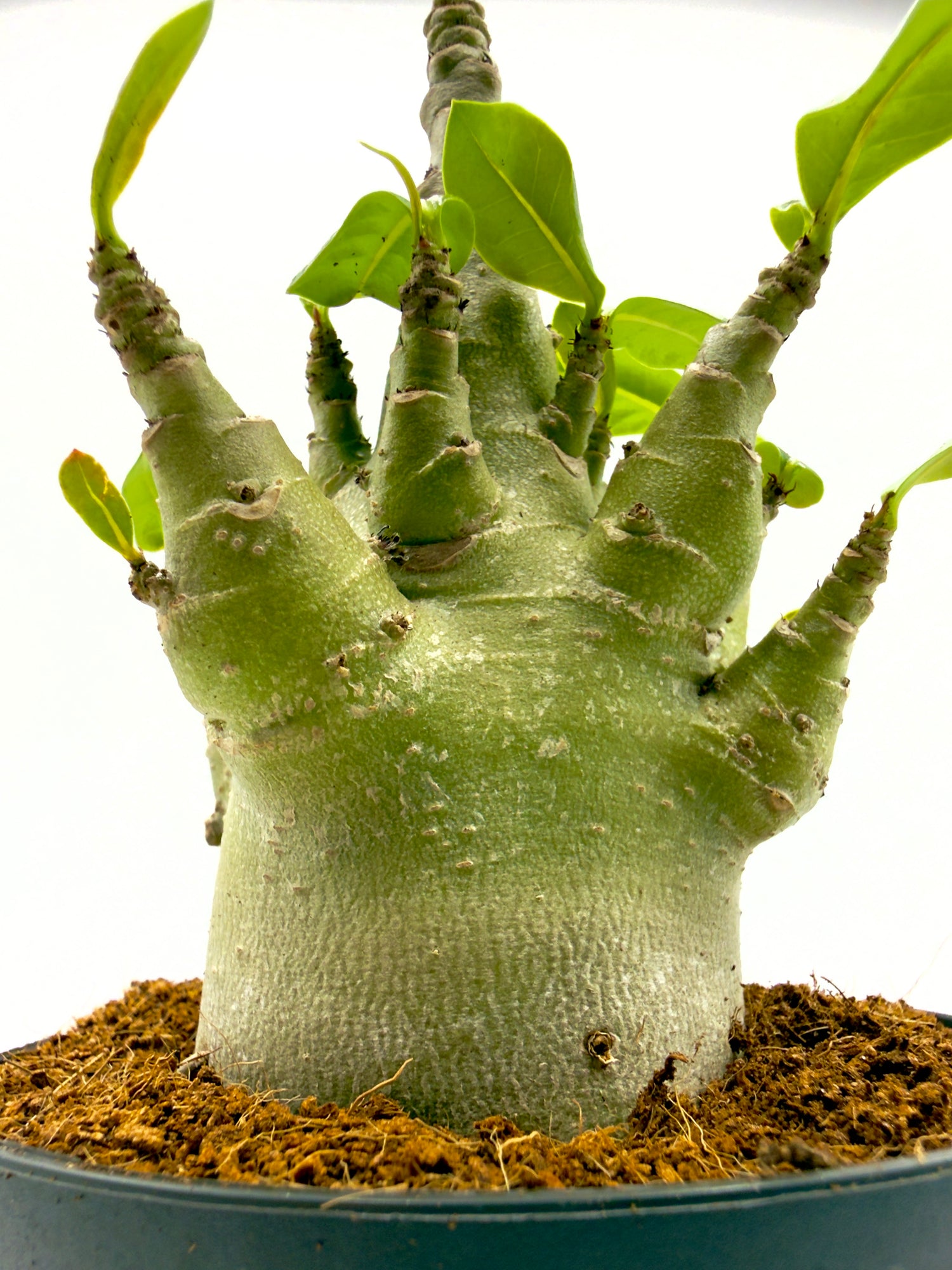 Adenium Baobab - La Rosa del Deserto (Vaso 12 cm - Altezza 25 cm)