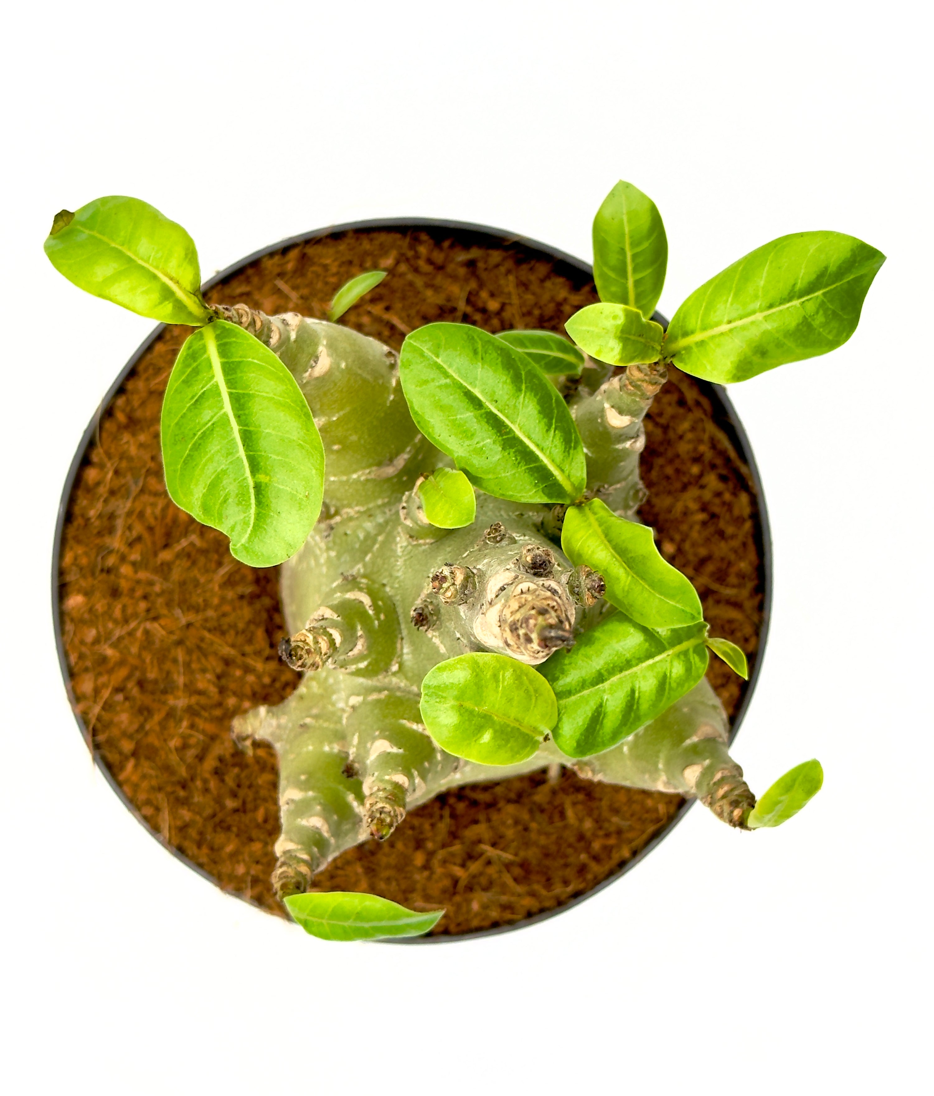 Adenium Baobab - La Rosa del Deserto (Vaso 12 cm - Altezza 25 cm)