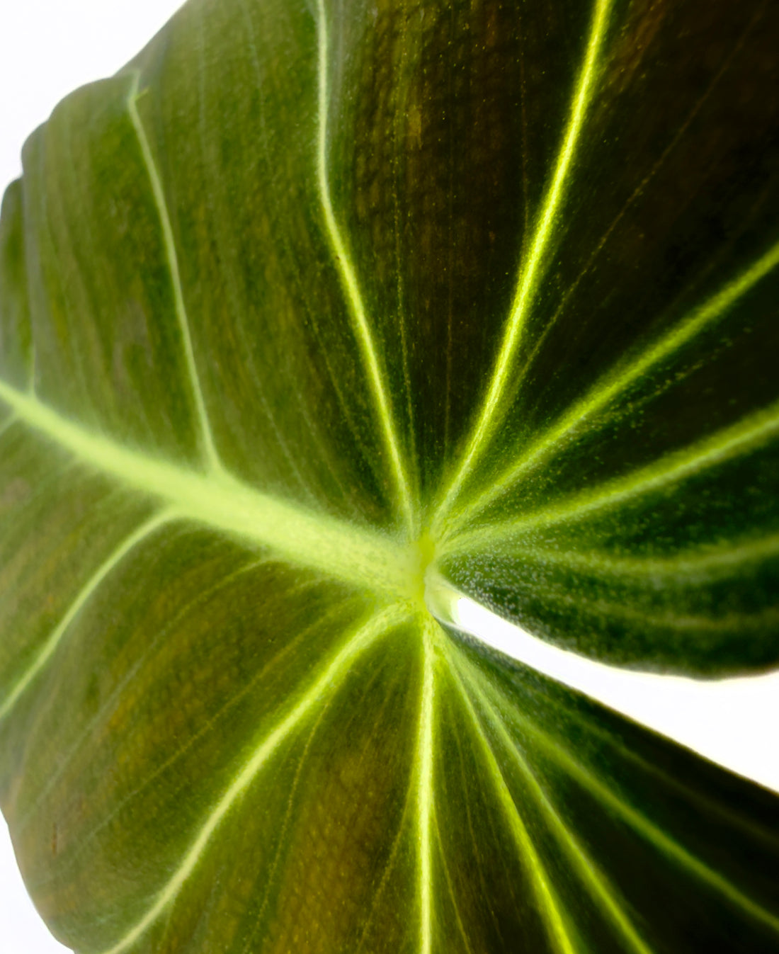 Philodendron melanochrysum - Il Velluto Nero e Oro (Vaso 12 cm)