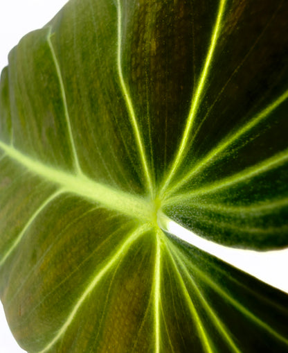 Philodendron melanochrysum - Il Velluto Nero e Oro (Vaso 12 cm)