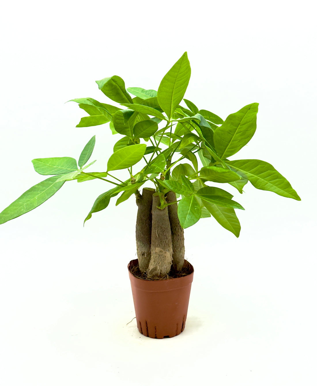 Baby Plant Pachira aquatica - L&
