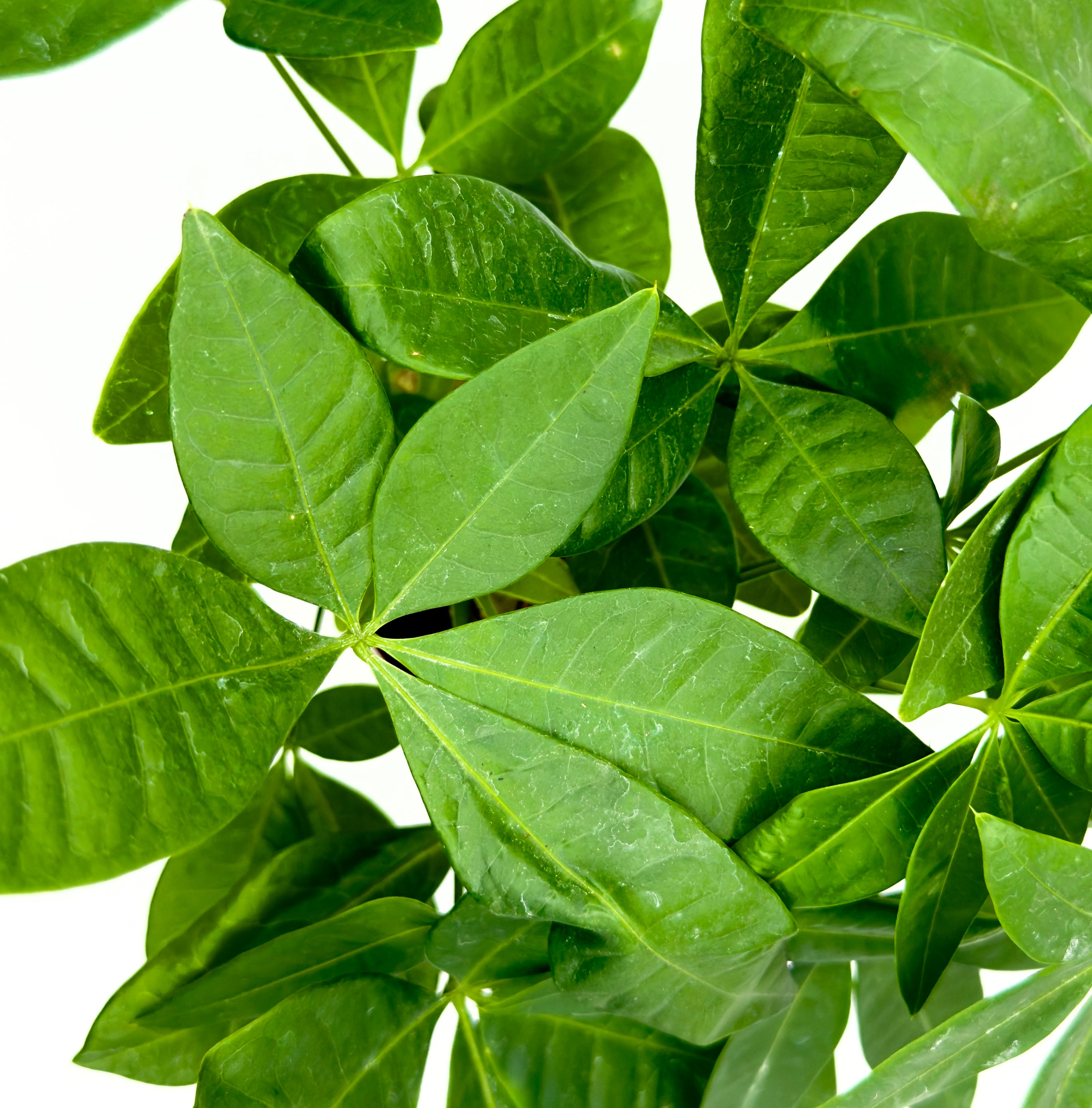 Baby Plant Pachira aquatica - L&