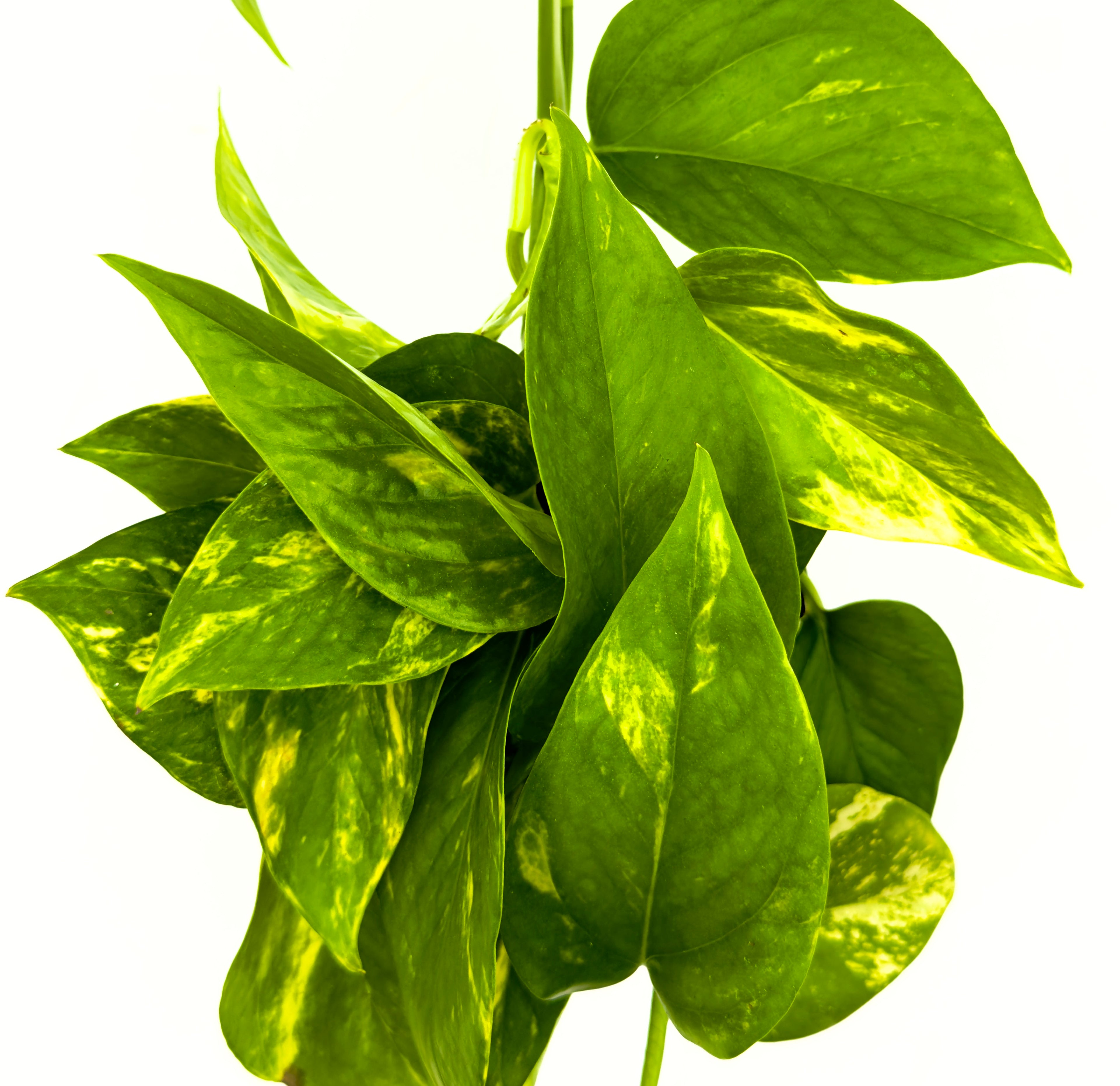 Epipremnum pinnatum &