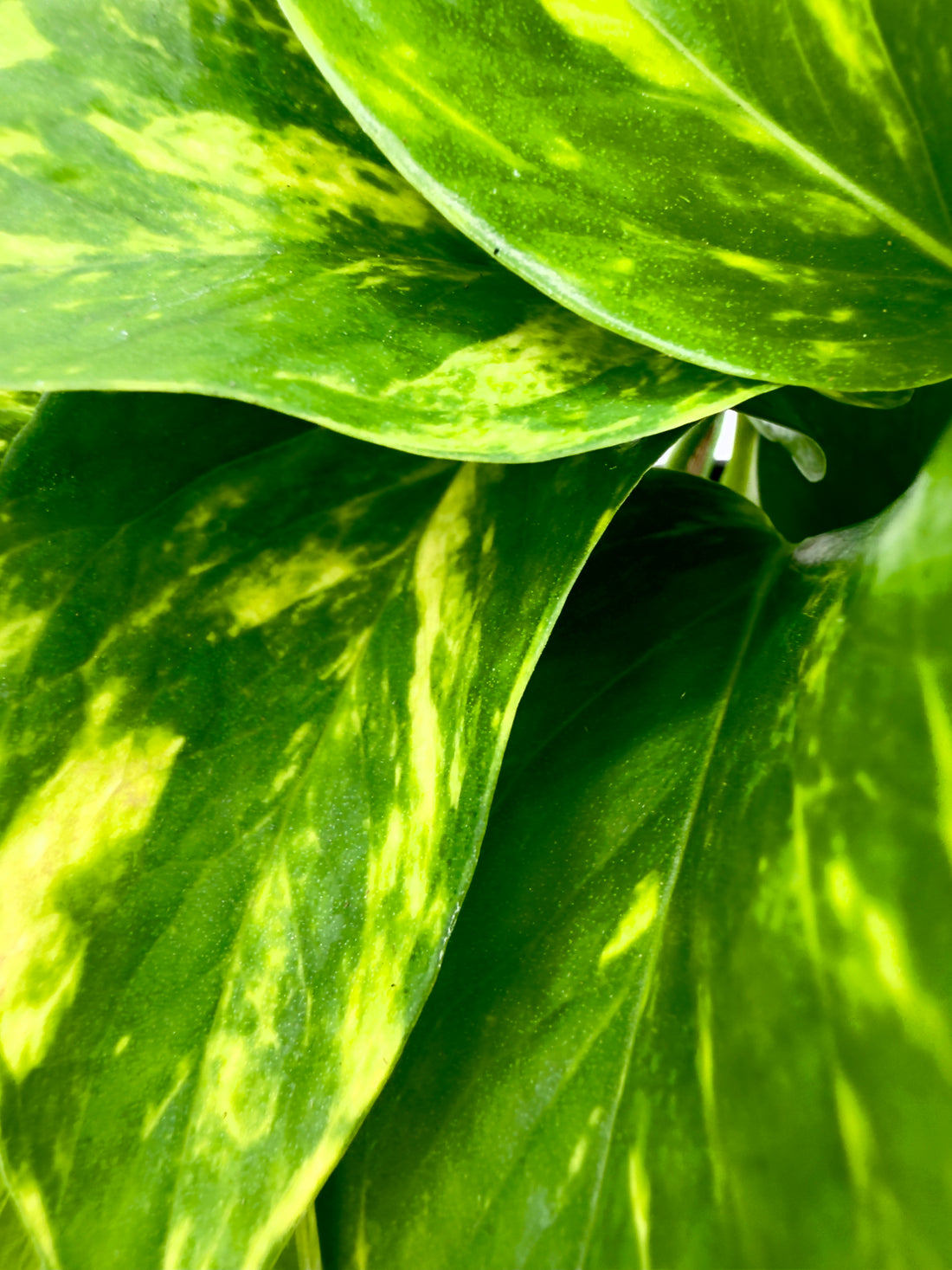 Epipremnum pinnatum &