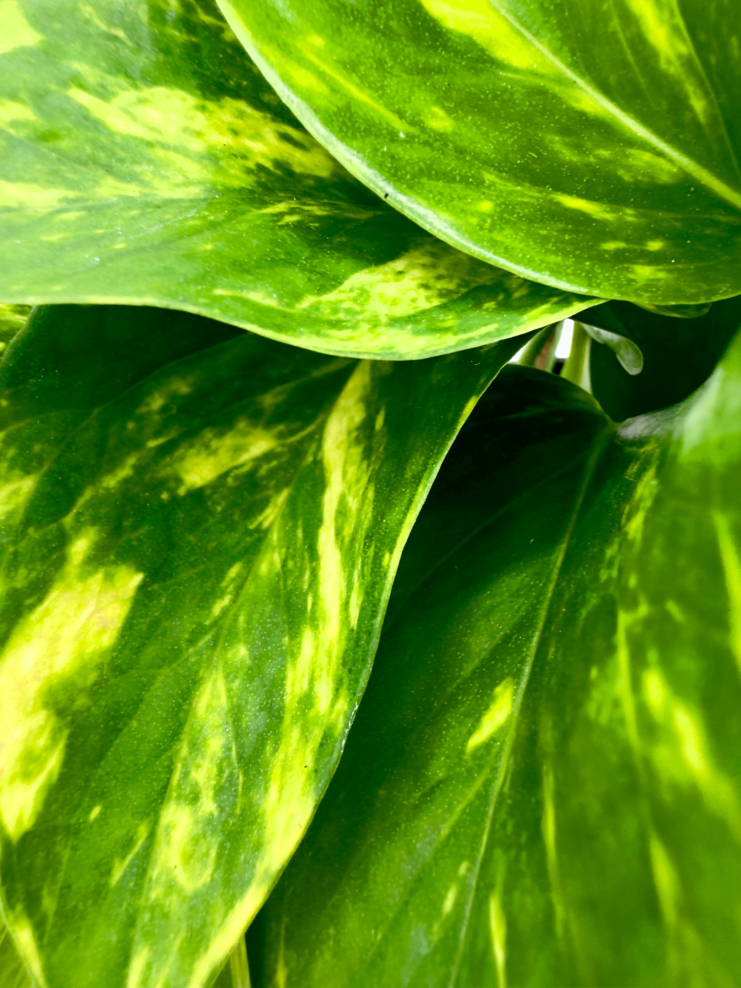 Epipremnum pinnatum &