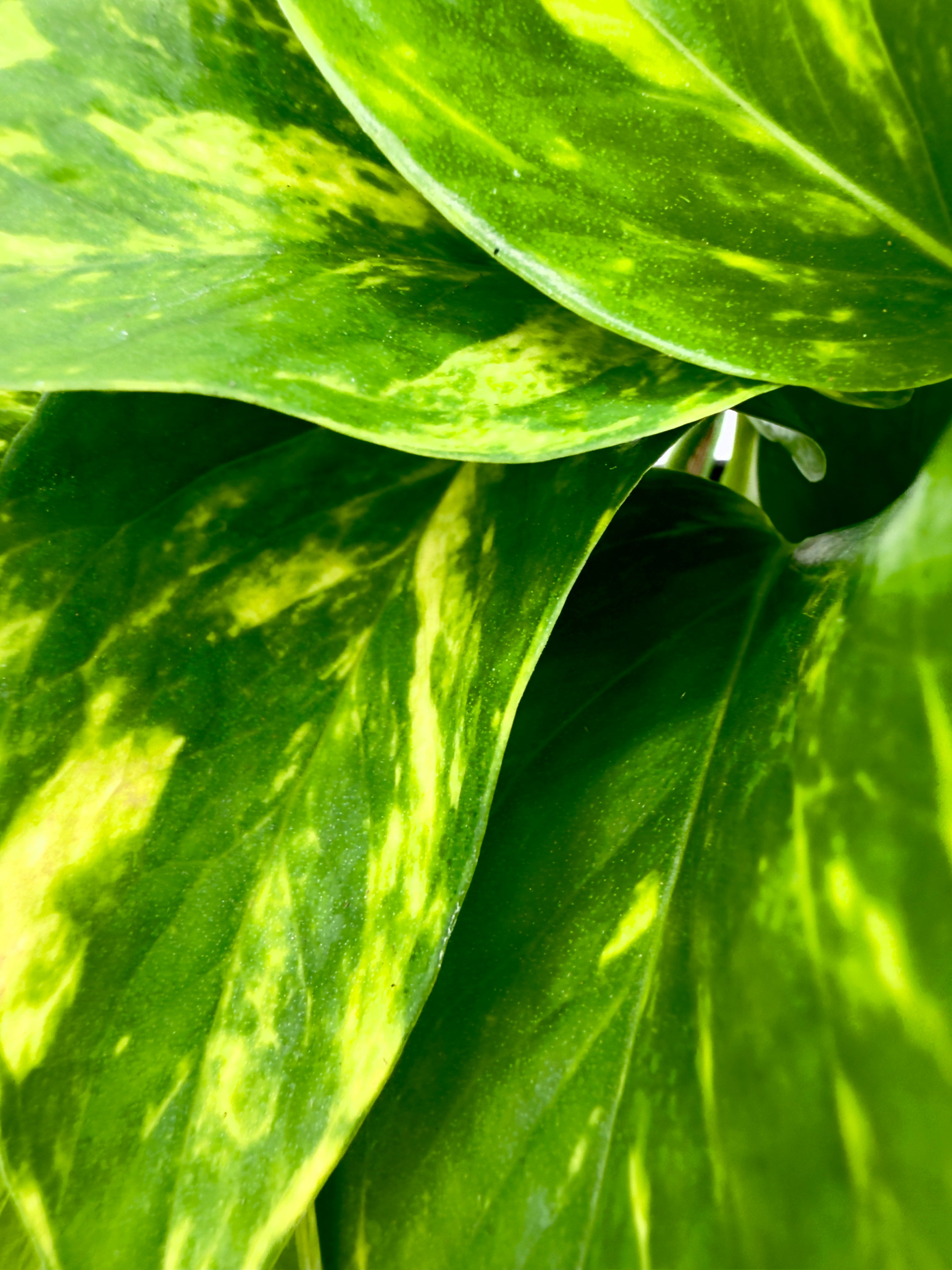 Epipremnum pinnatum &