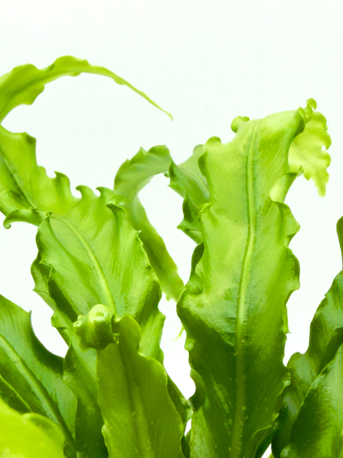 Asplenium antiquum &