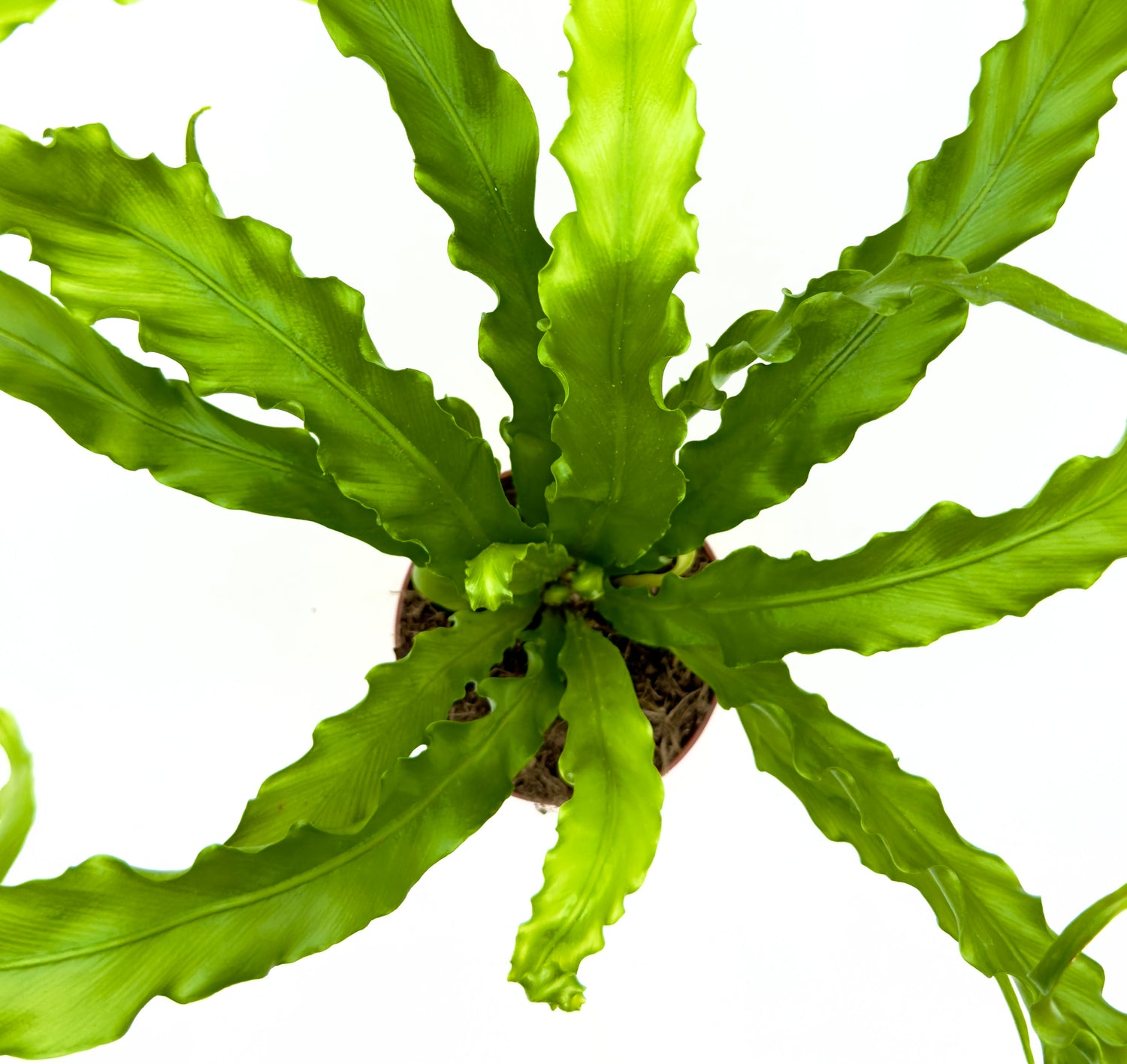 Asplenium antiquum &
