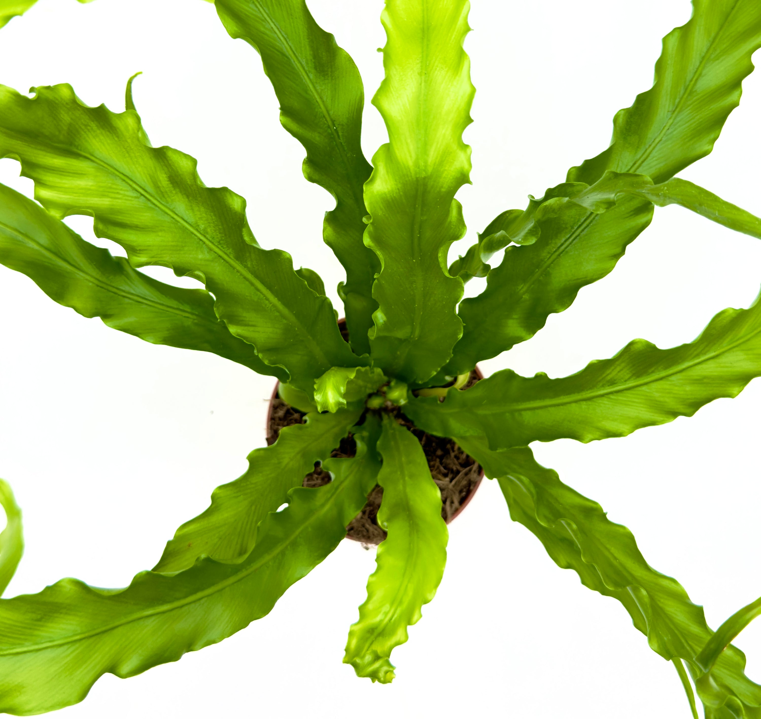 Asplenium antiquum &