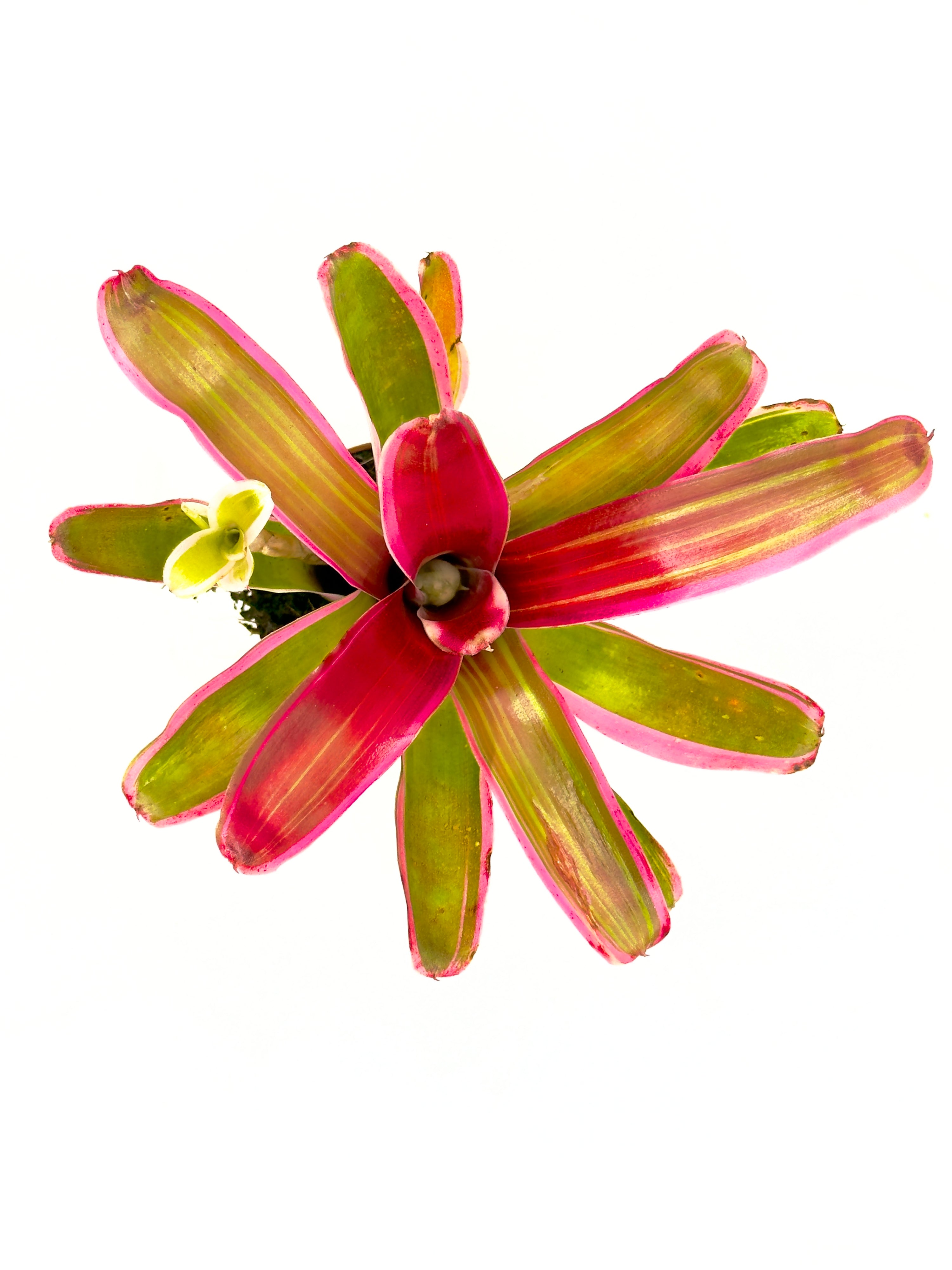 Baby Plant Neoregelia Striped Fireball (Vaso 5,5 cm) - La Bromelia Cangiante