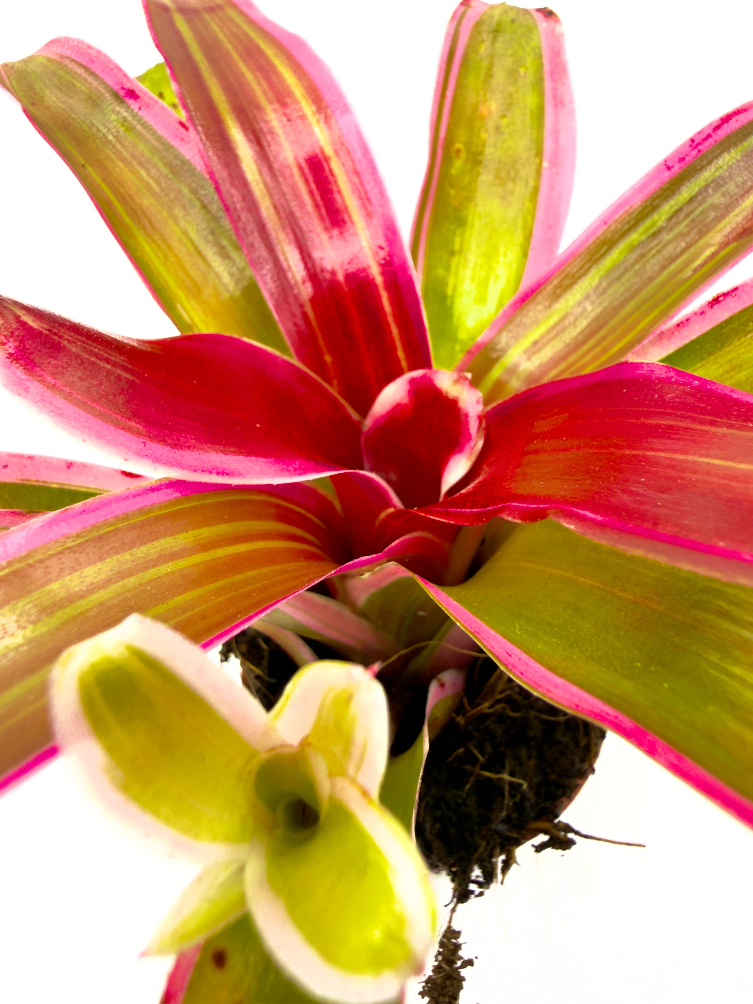 Baby Plant Neoregelia Striped Fireball (Vaso 5,5 cm) - La Bromelia Cangiante