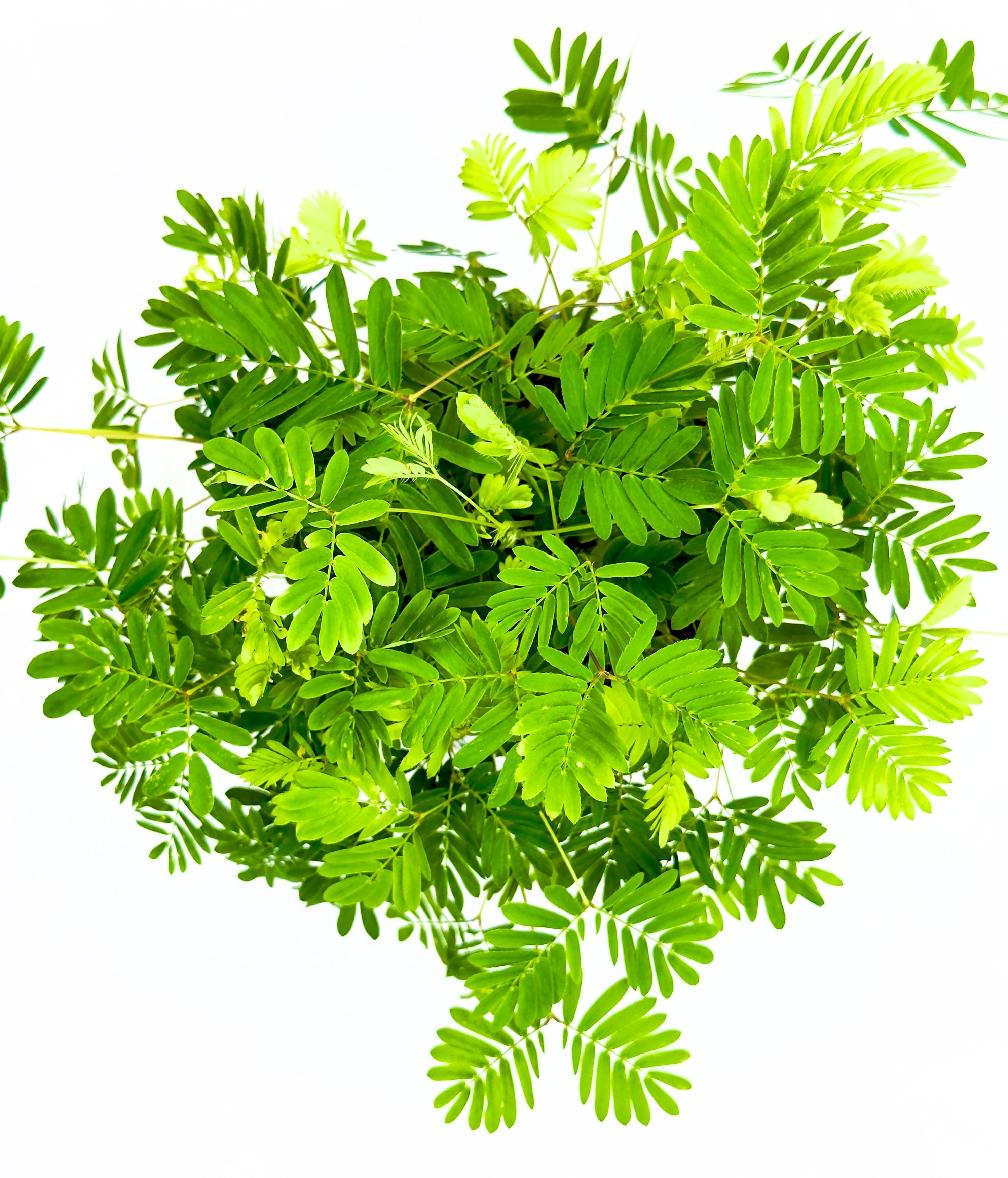 Mimosa pudica - La Pianta Sensitiva (Vaso 9 cm)