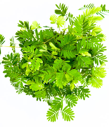 Mimosa pudica - La Pianta Sensitiva (Vaso 9 cm)