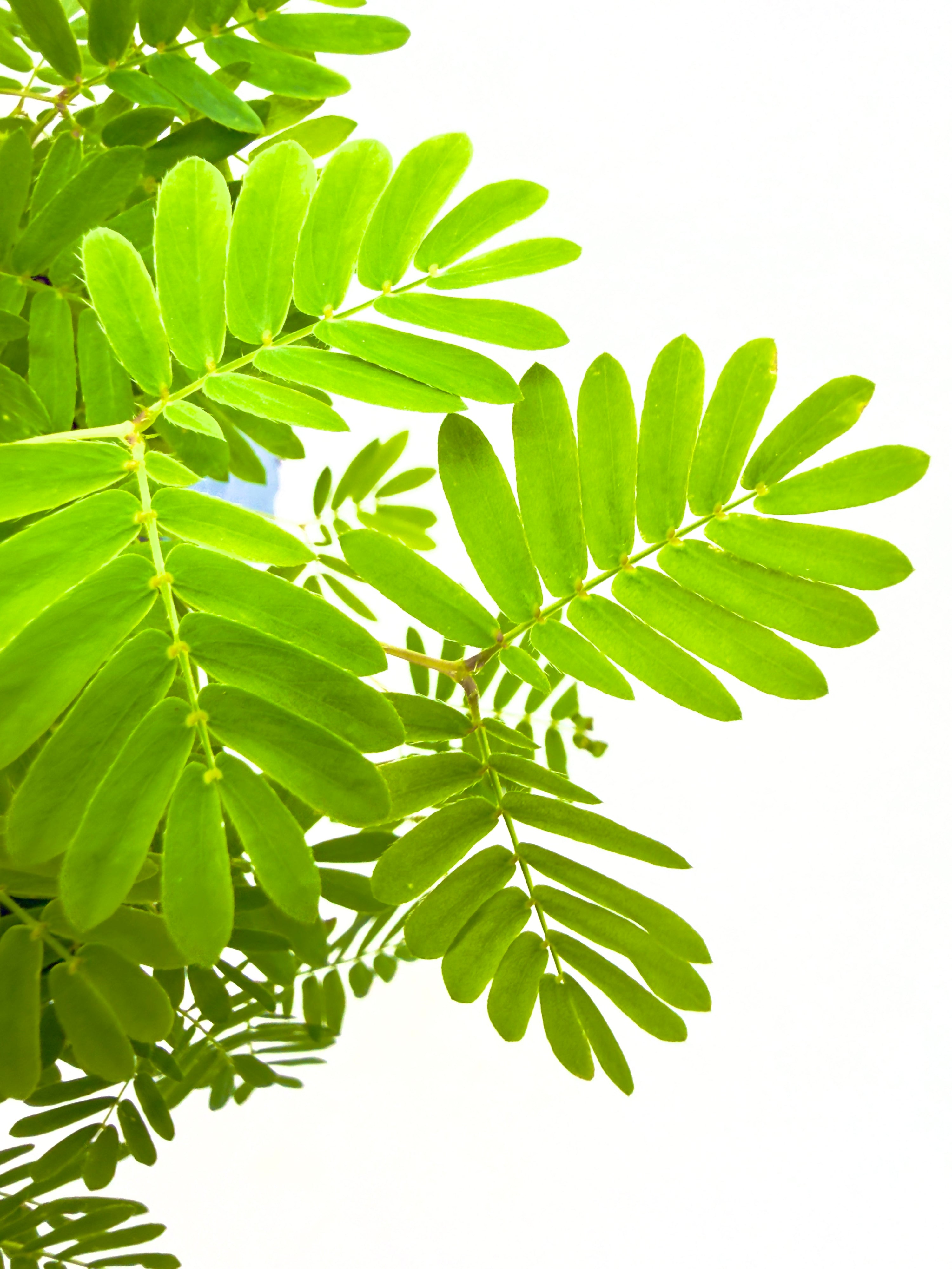 Mimosa pudica - La Pianta Sensitiva (Vaso 9 cm)