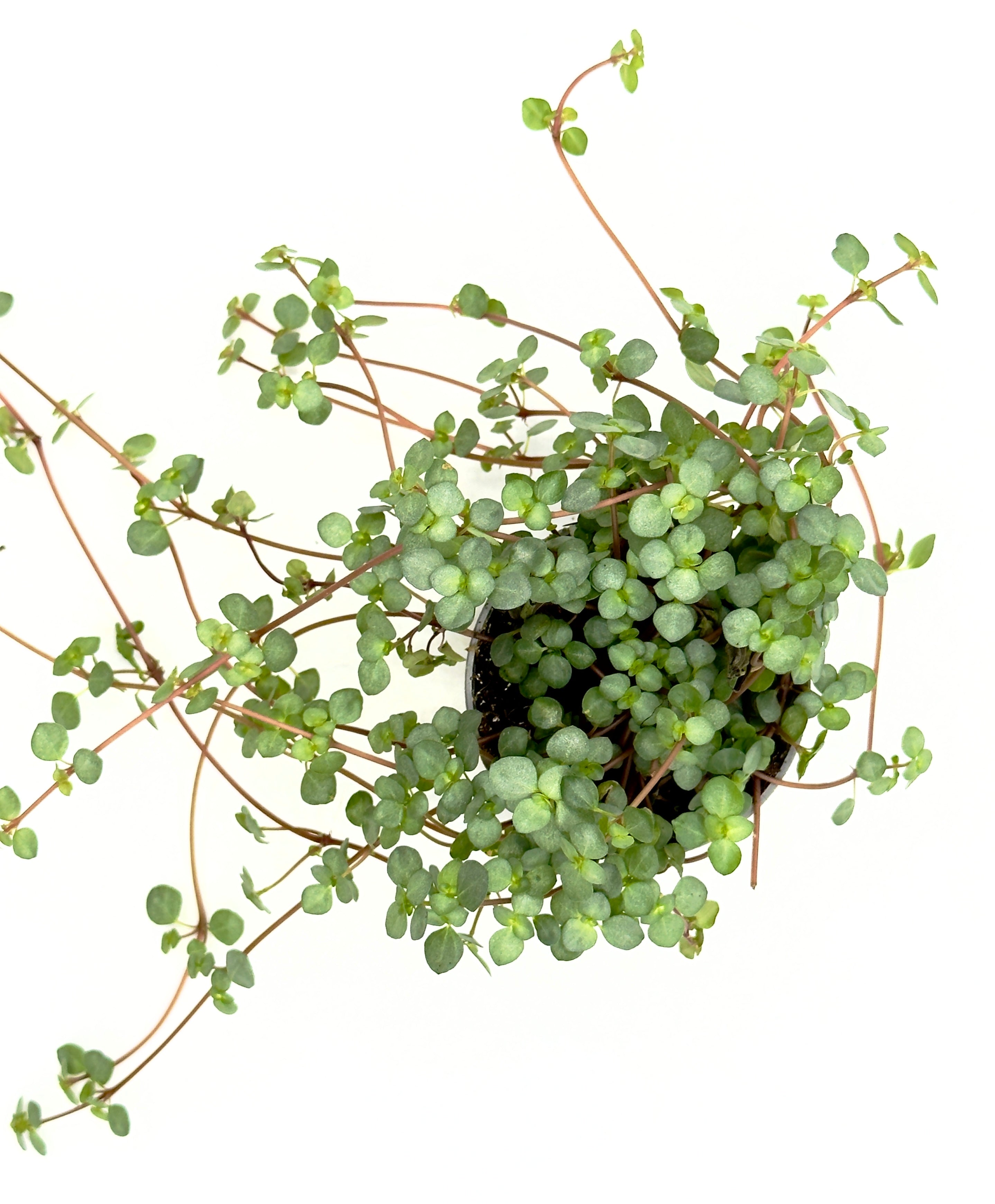 Baby Plant Pilea glaucophylla &