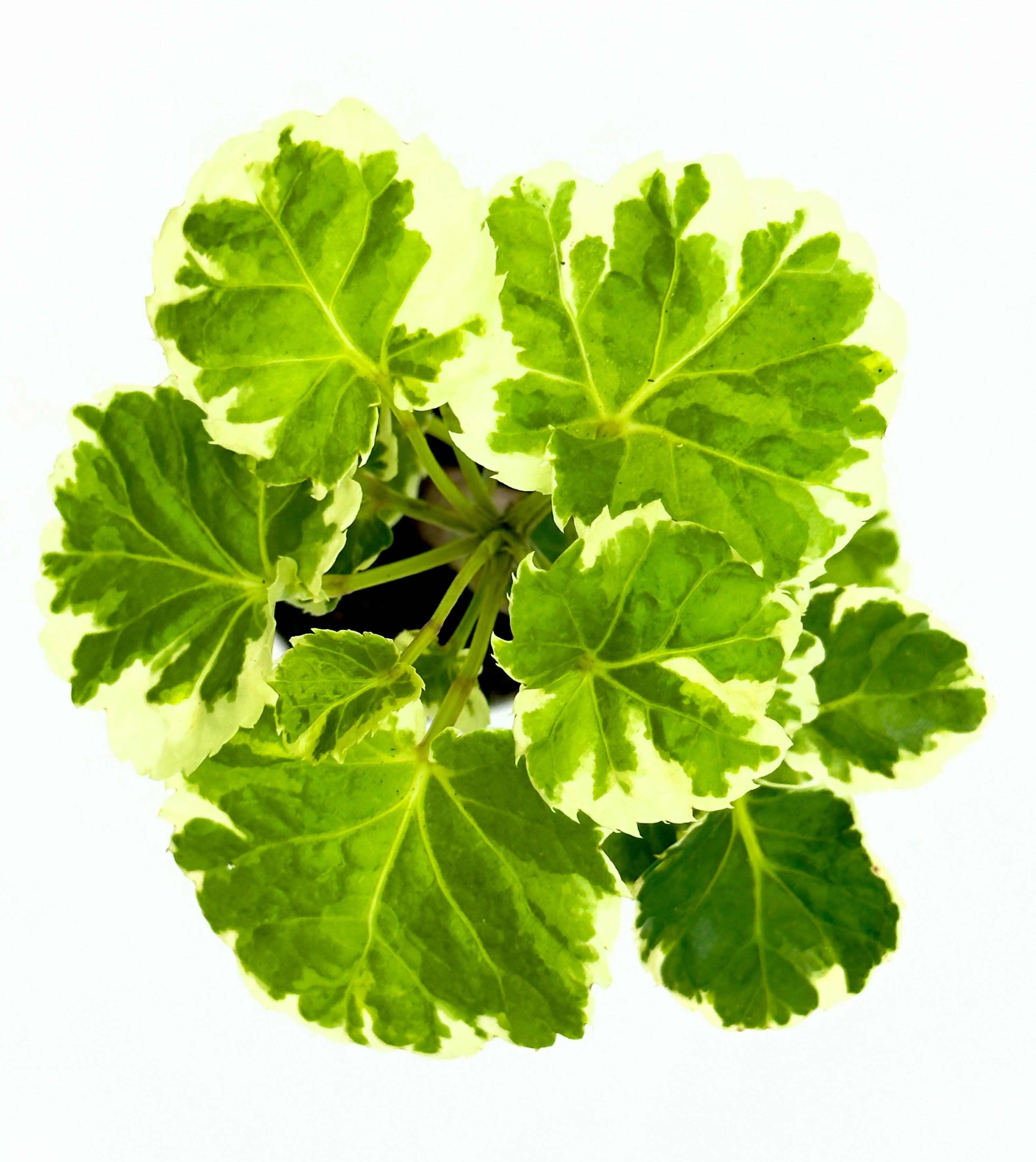 Polyscias Balfouriana - L&