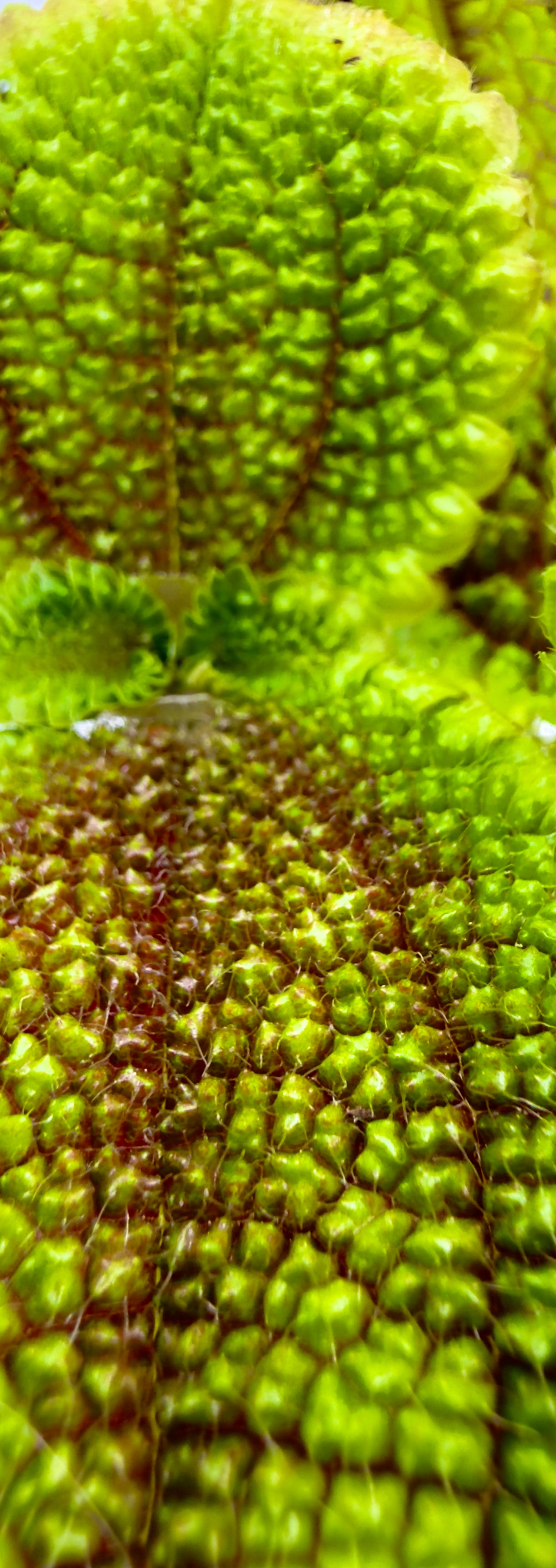 Baby Plant Pilea mollis &