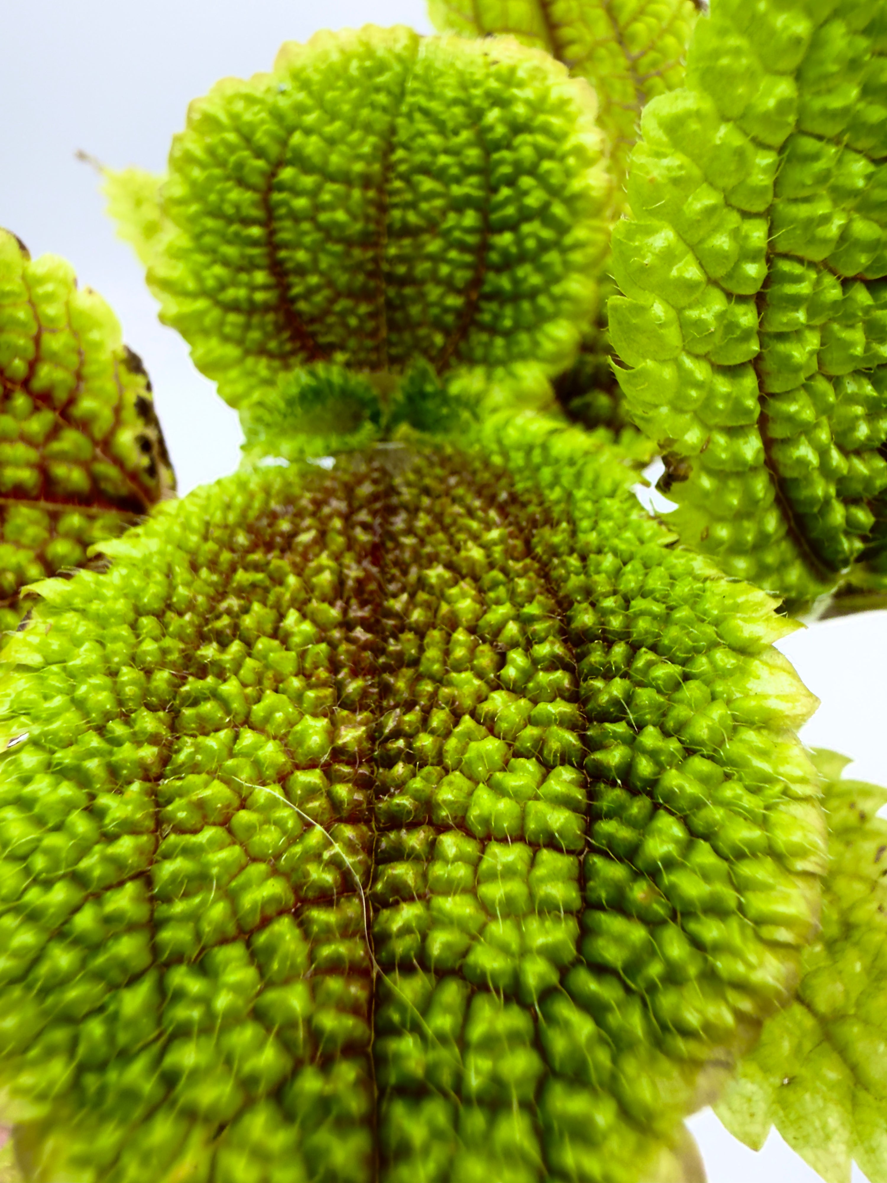 Baby Plant Pilea mollis &