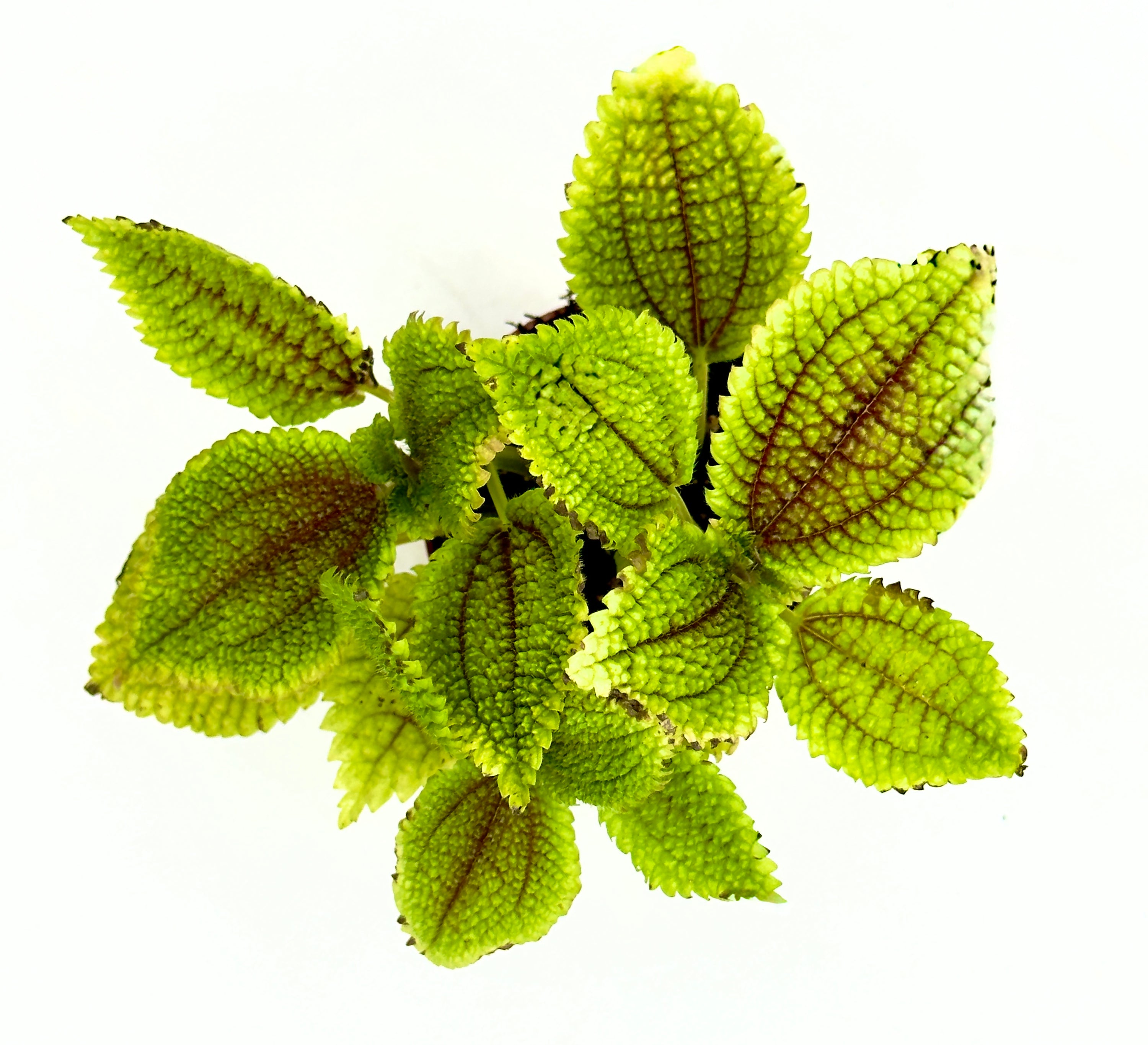 Baby Plant Pilea mollis &