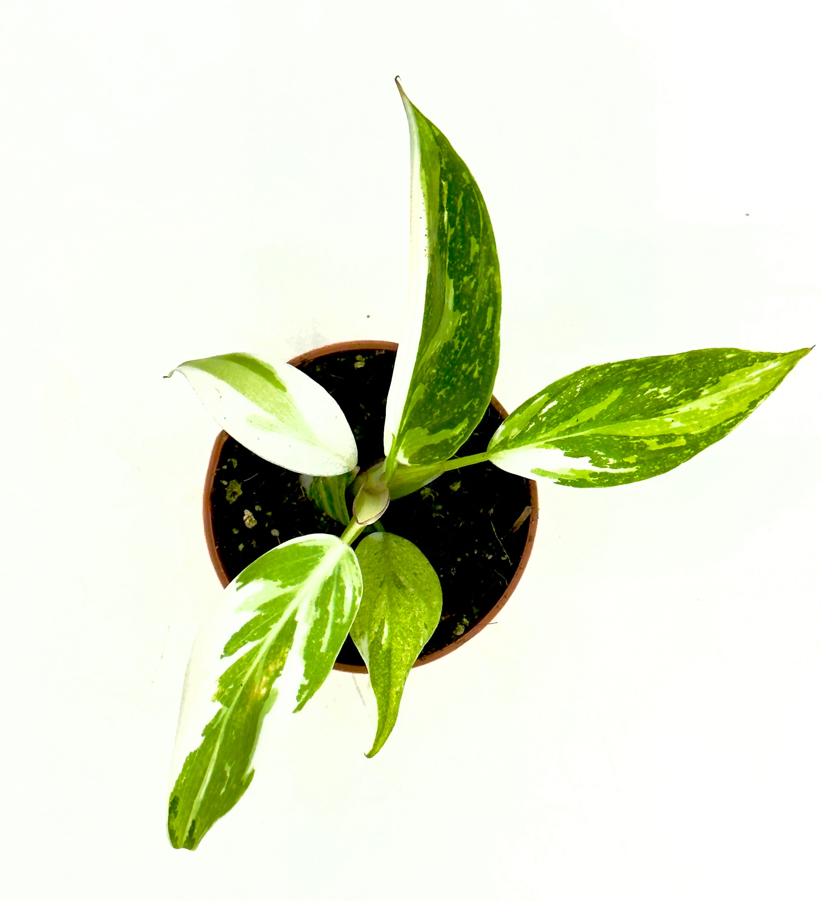 Baby Plant Philodendron &