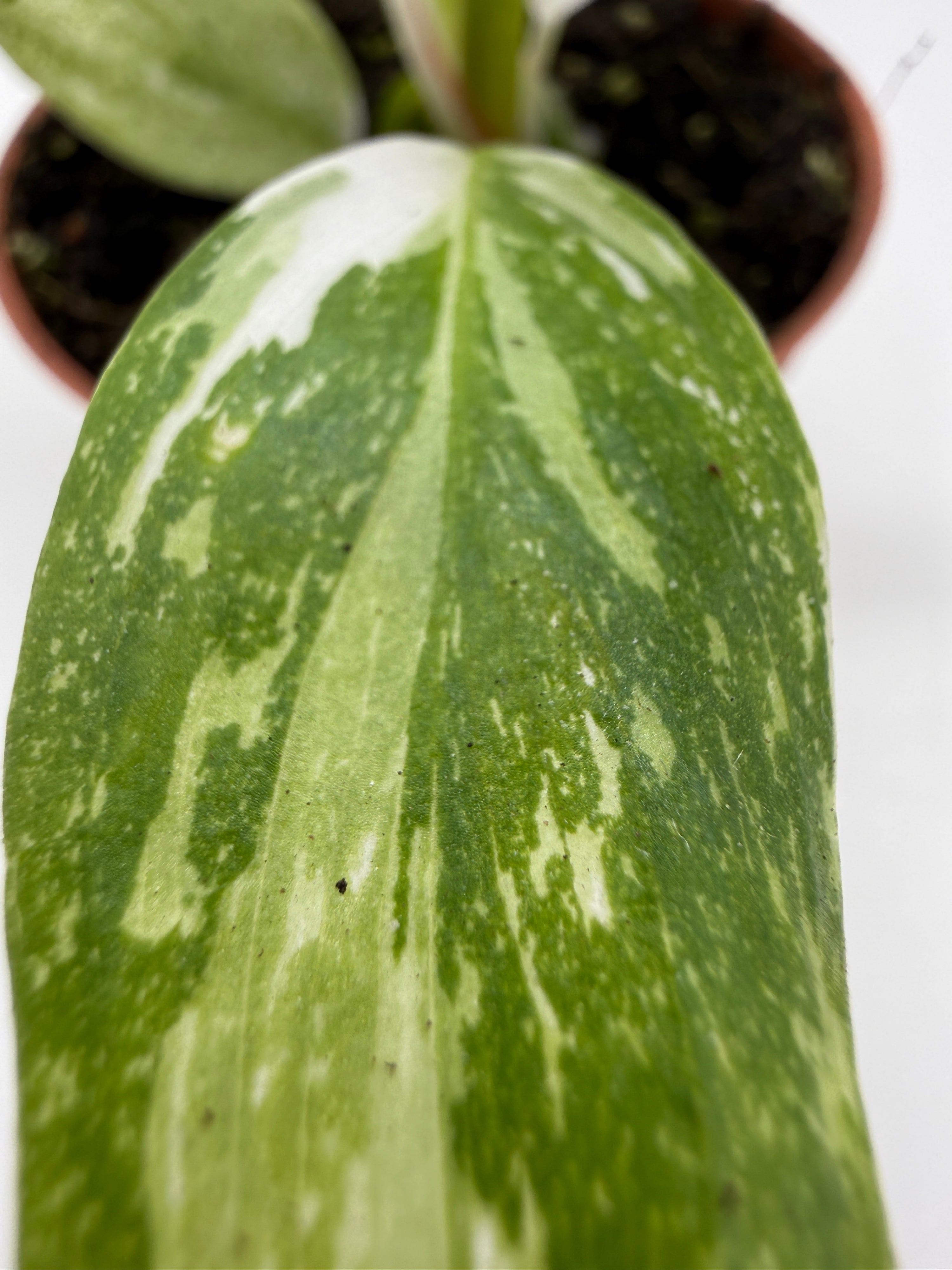 Baby Plant Philodendron &