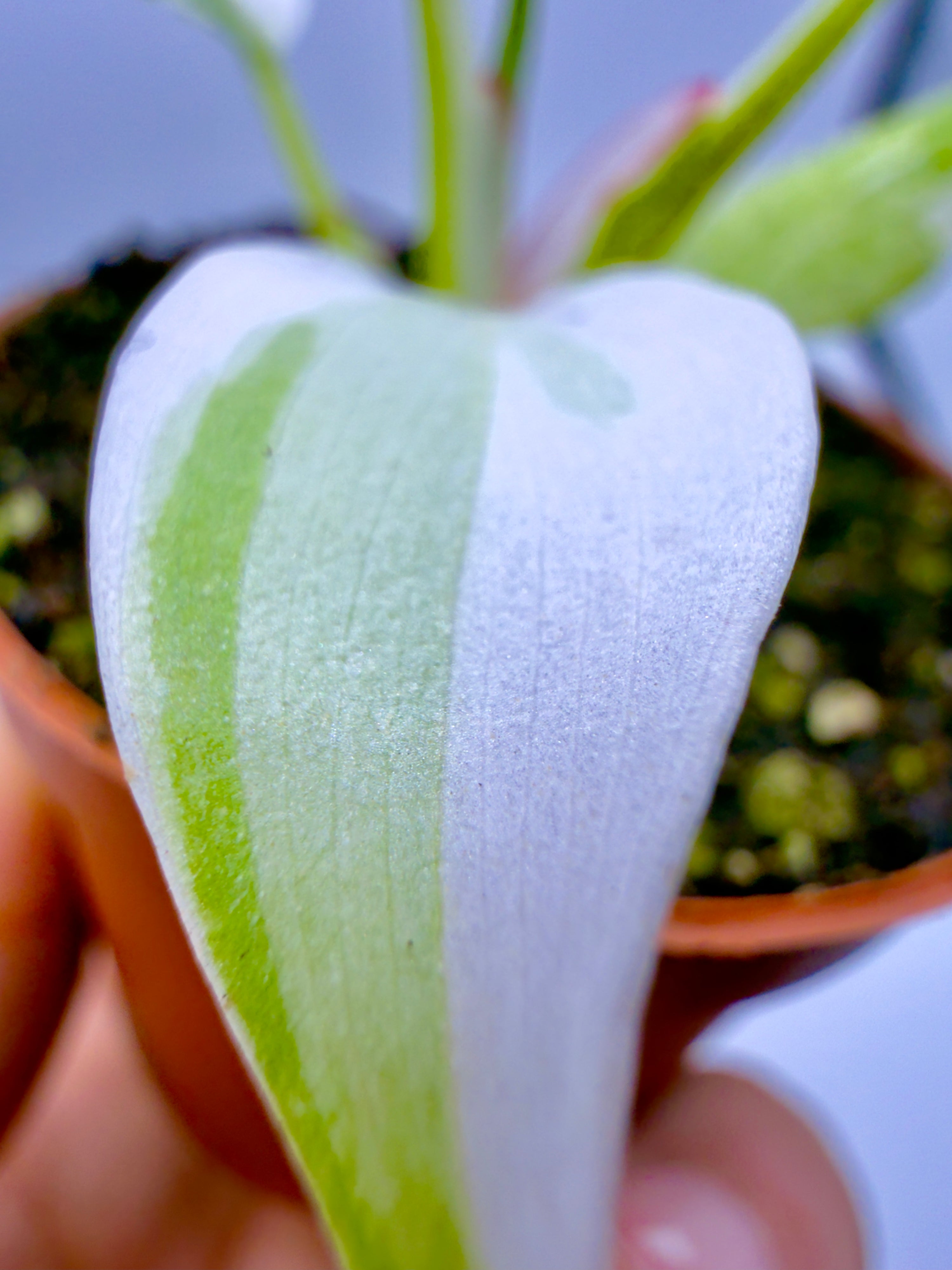 Baby Plant Philodendron &