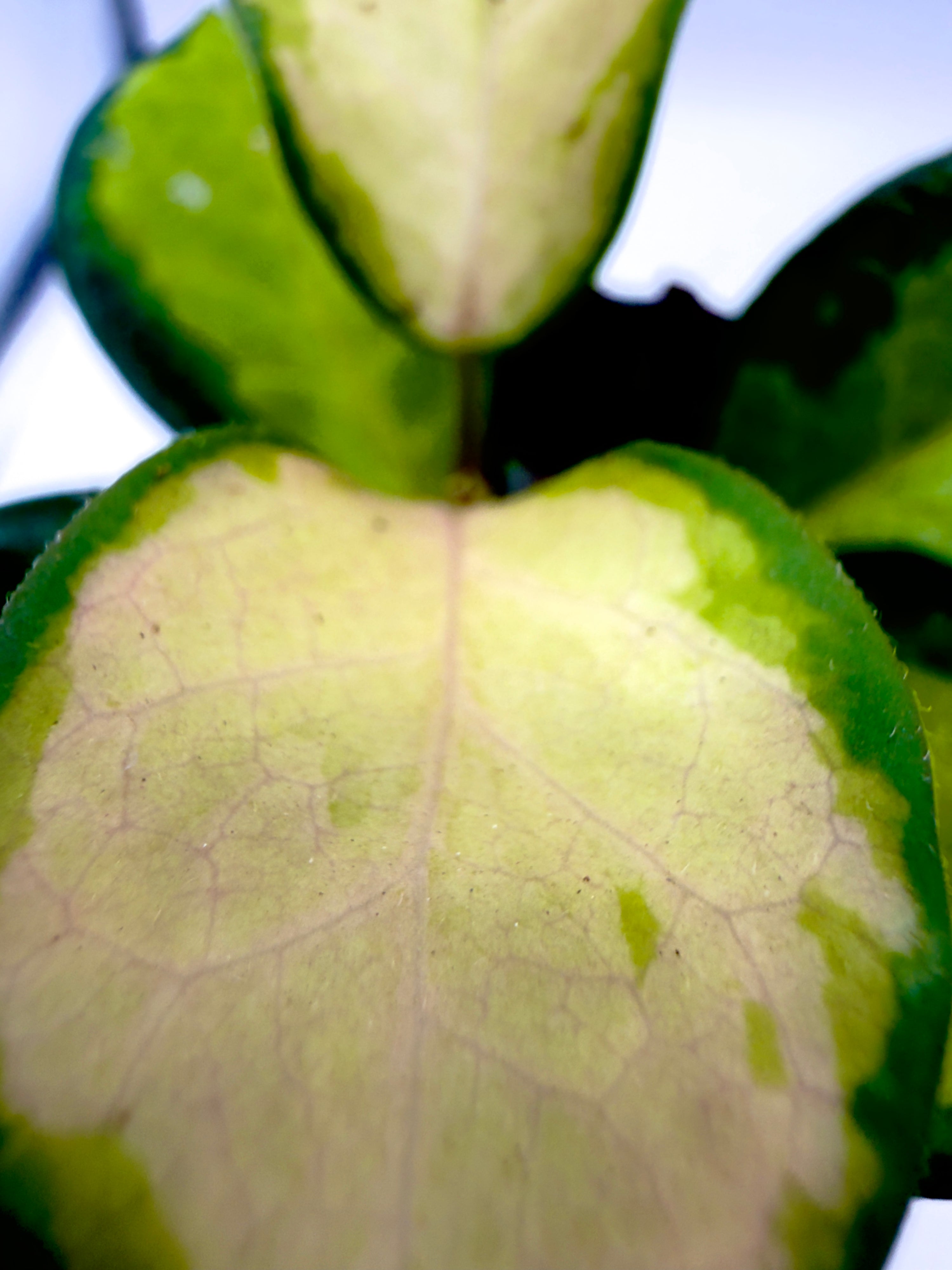 Baby Plant Hoya australis - L&