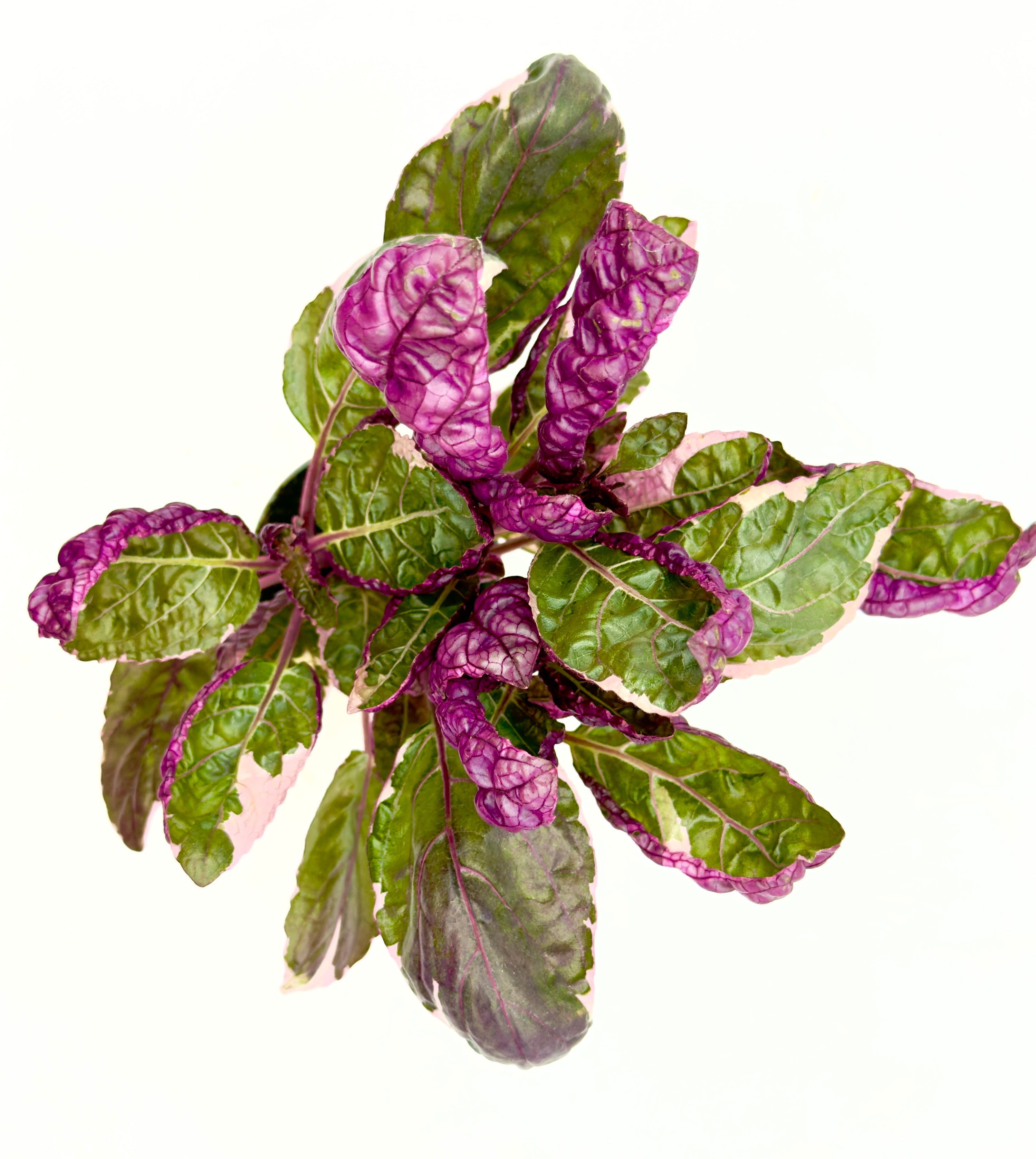 Baby Plant Hemigraphis &