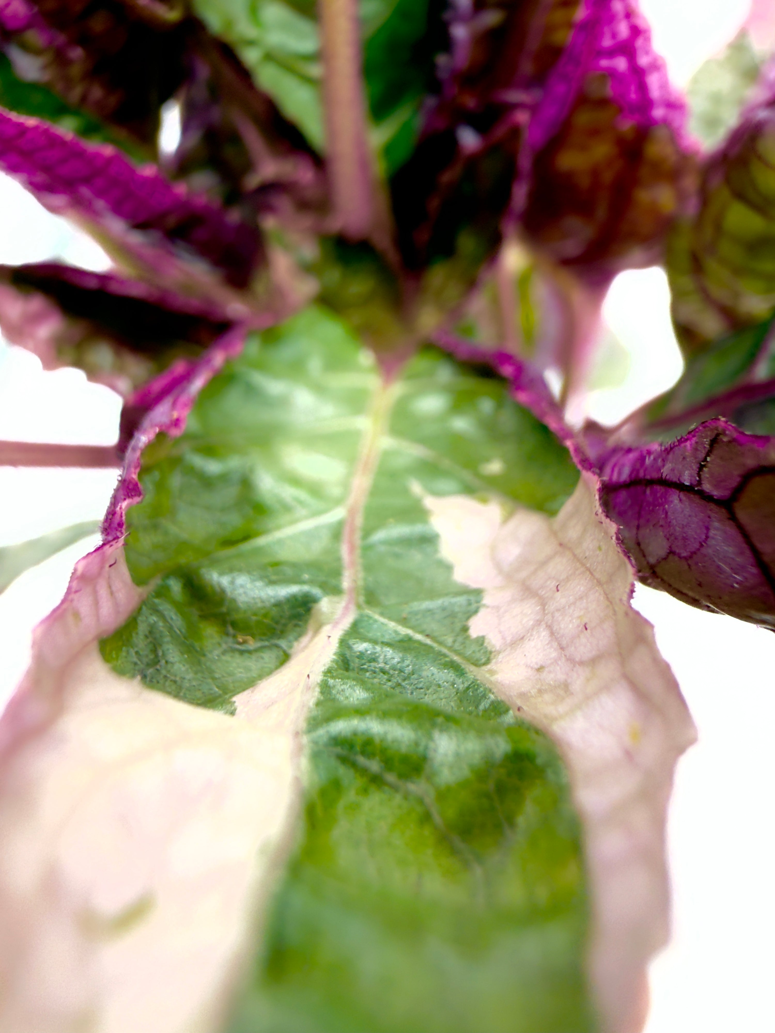 Baby Plant Hemigraphis &