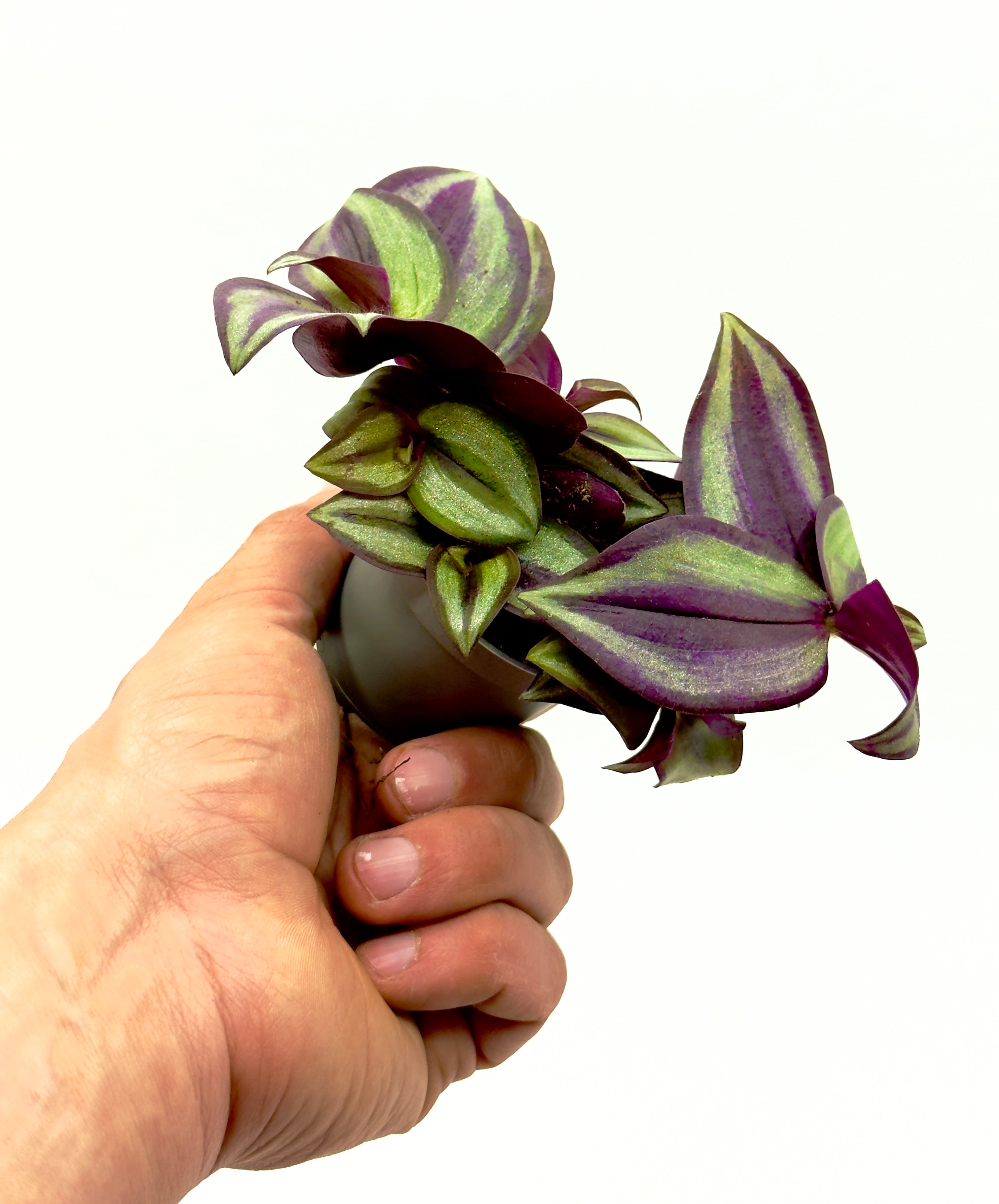 Baby Plant Tradescantia &