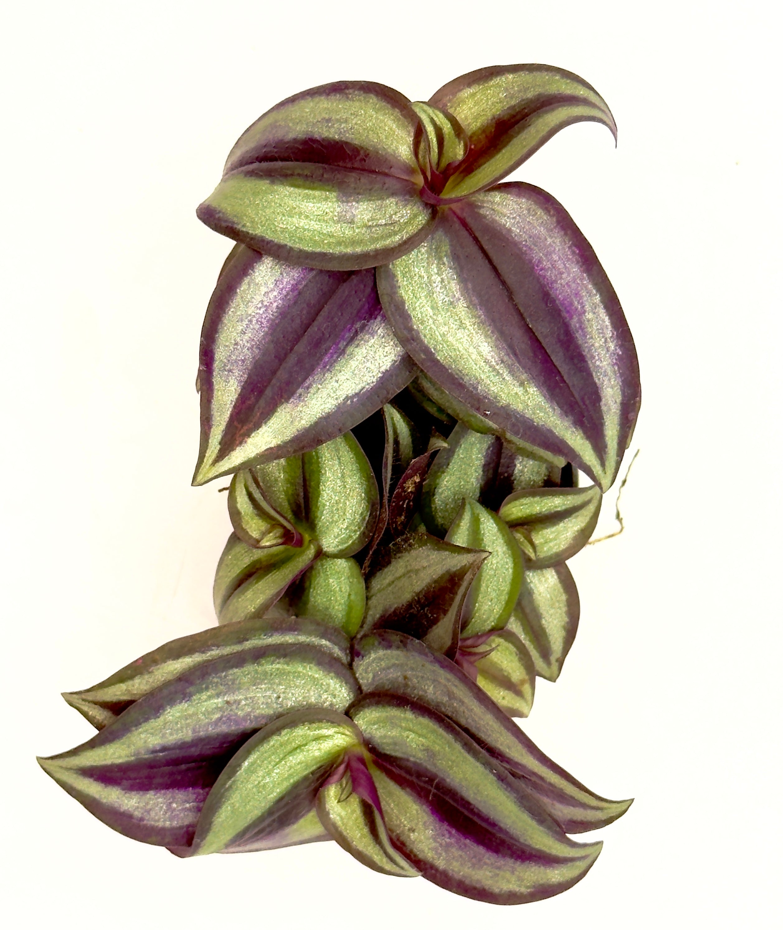 Baby Plant Tradescantia &
