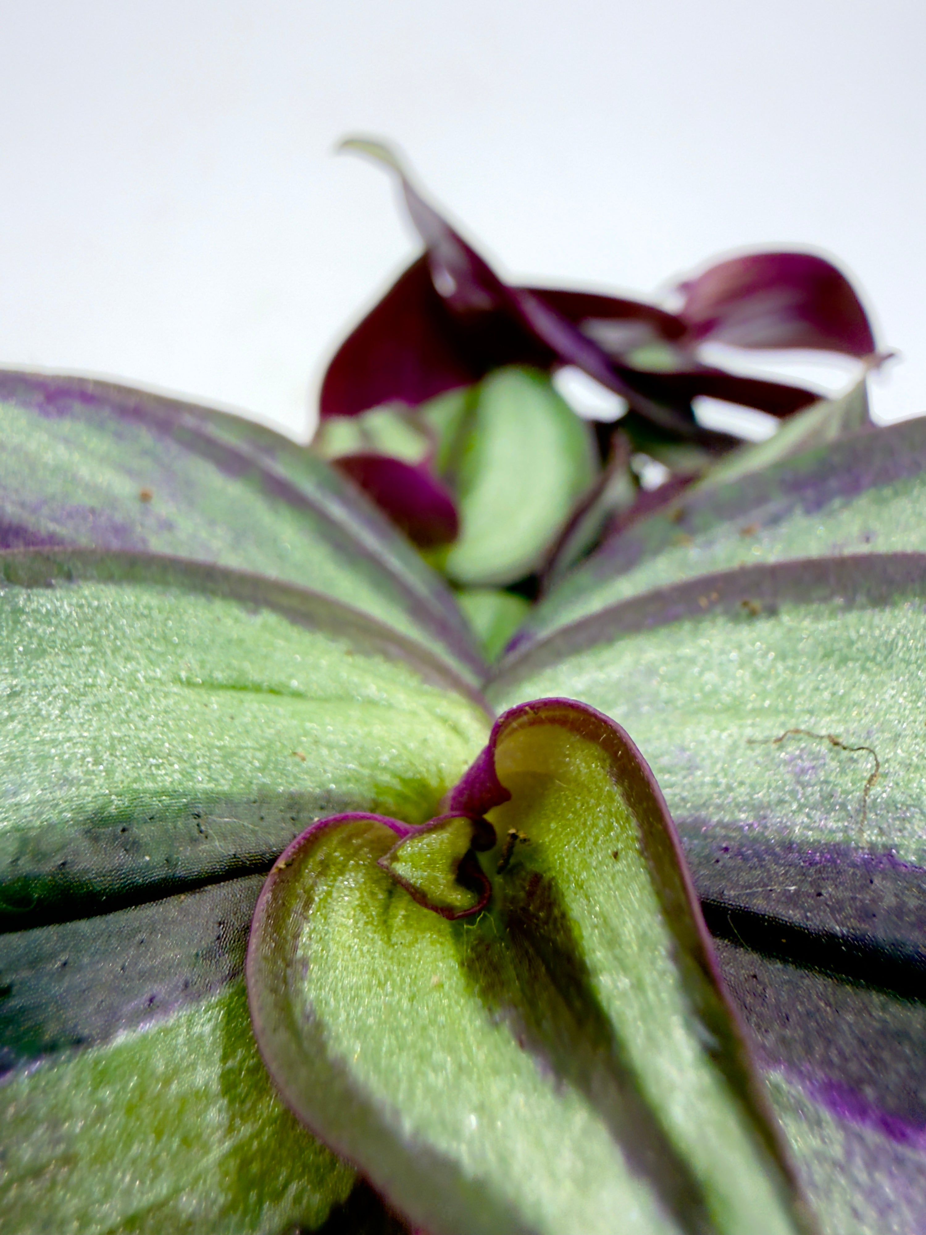 Baby Plant Tradescantia &