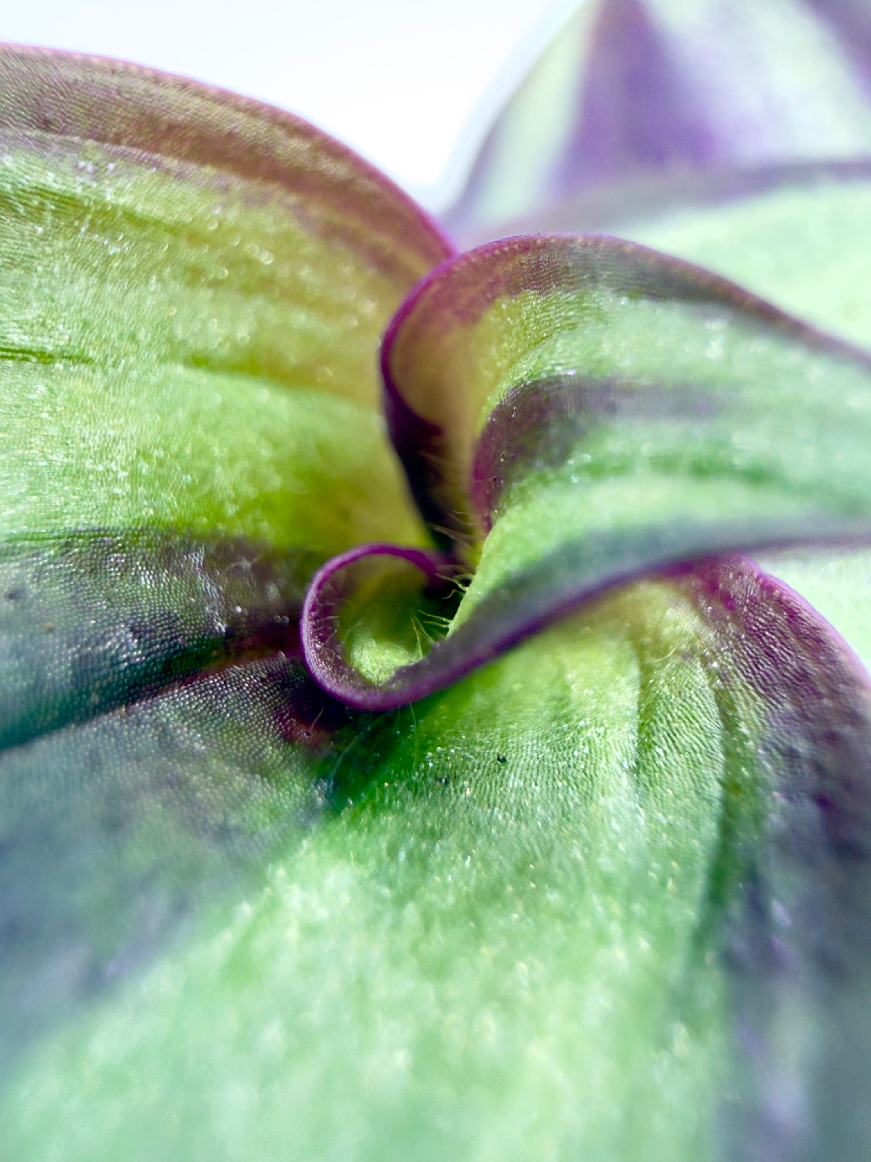 Baby Plant Tradescantia &