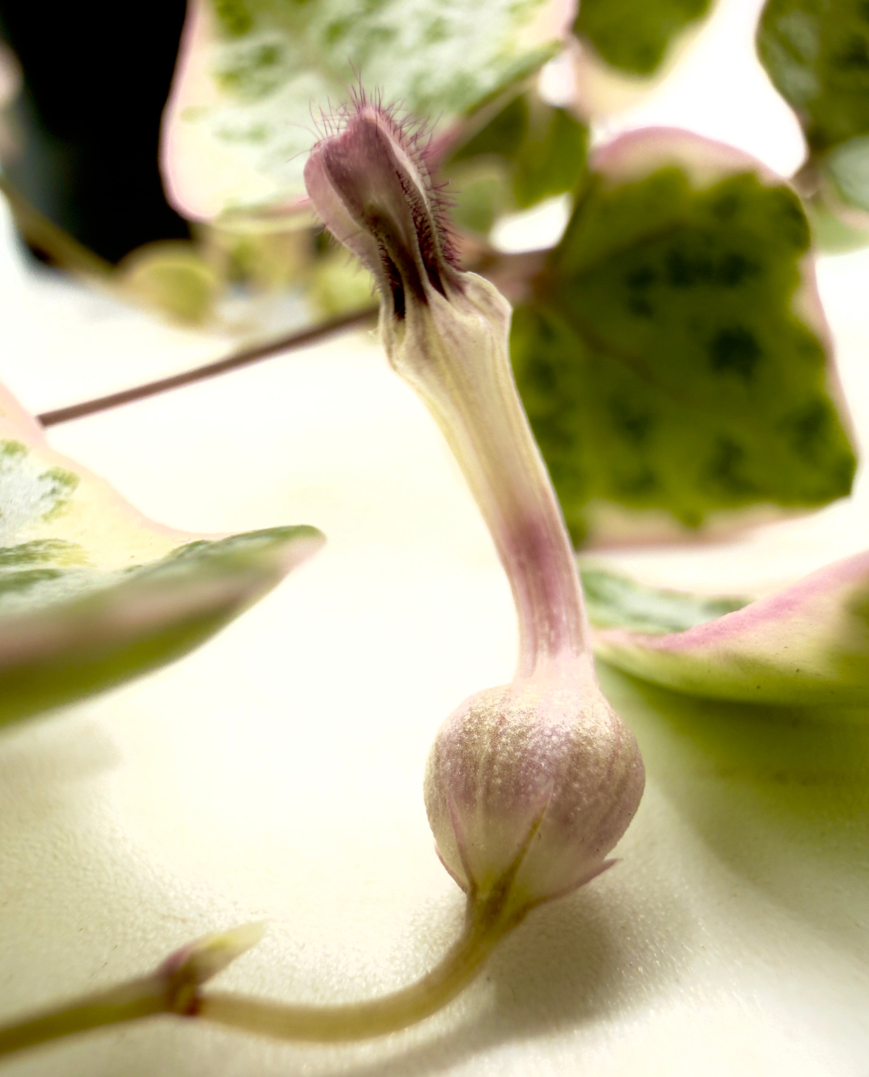 Ceropegia woodii &