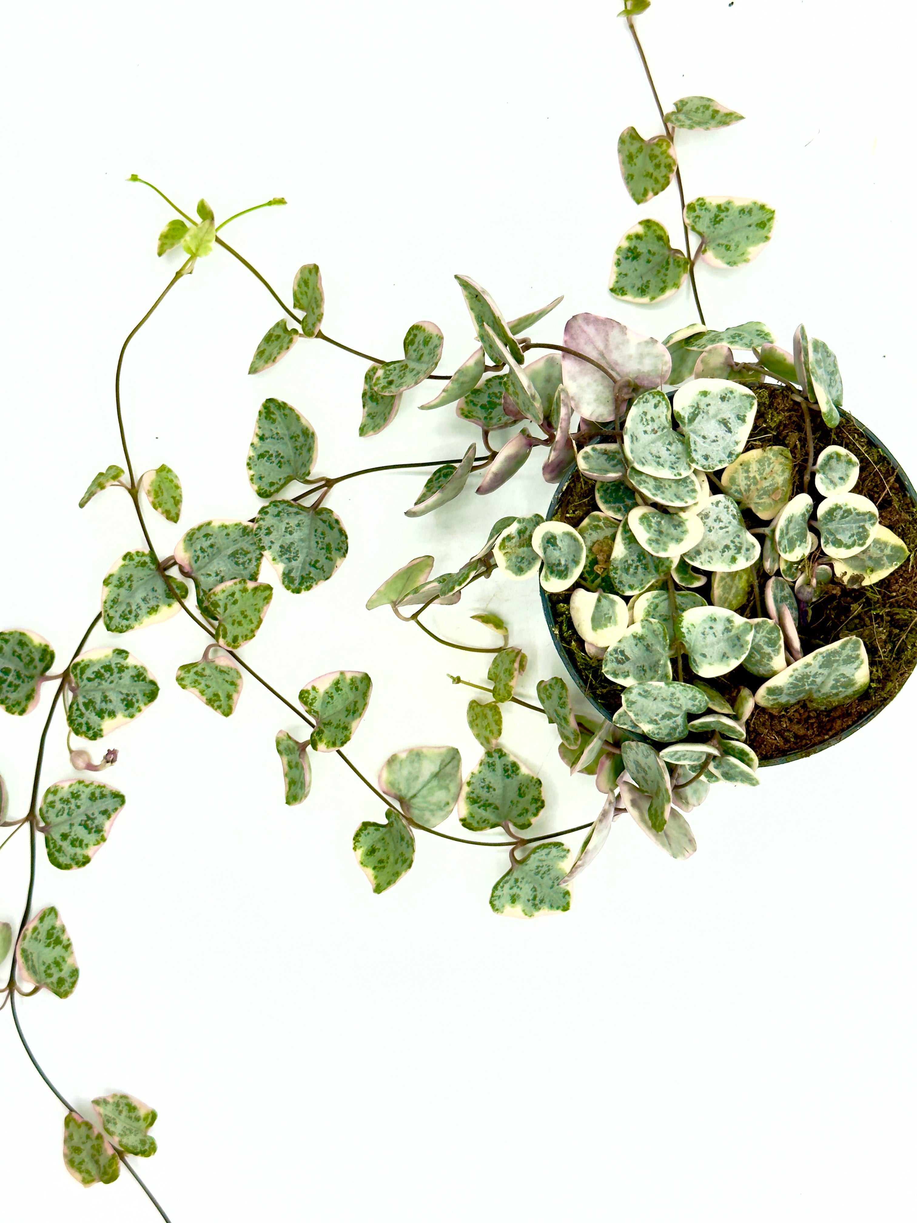 Ceropegia woodii &