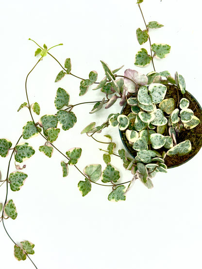 Ceropegia woodii &