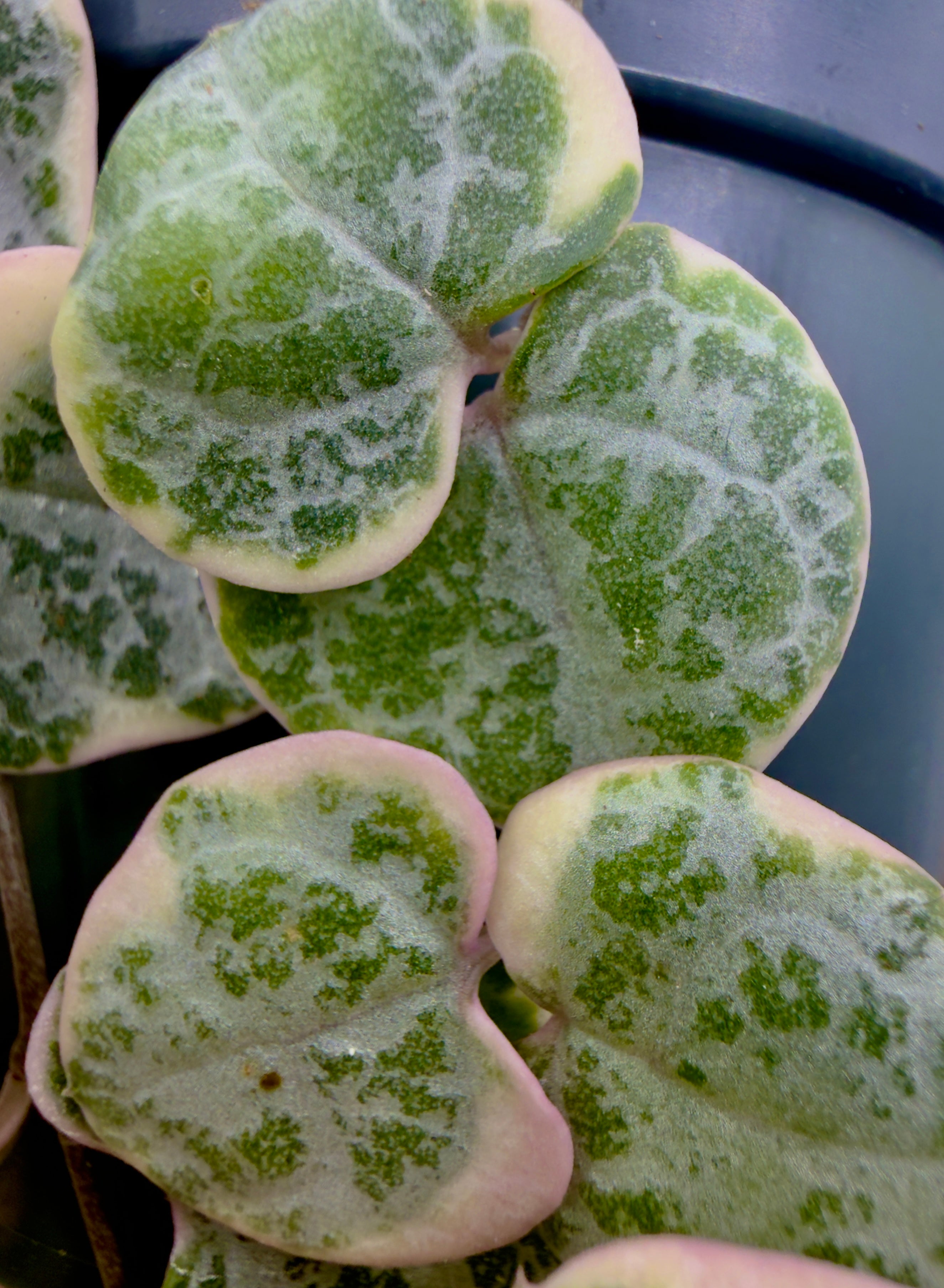 Ceropegia woodii &