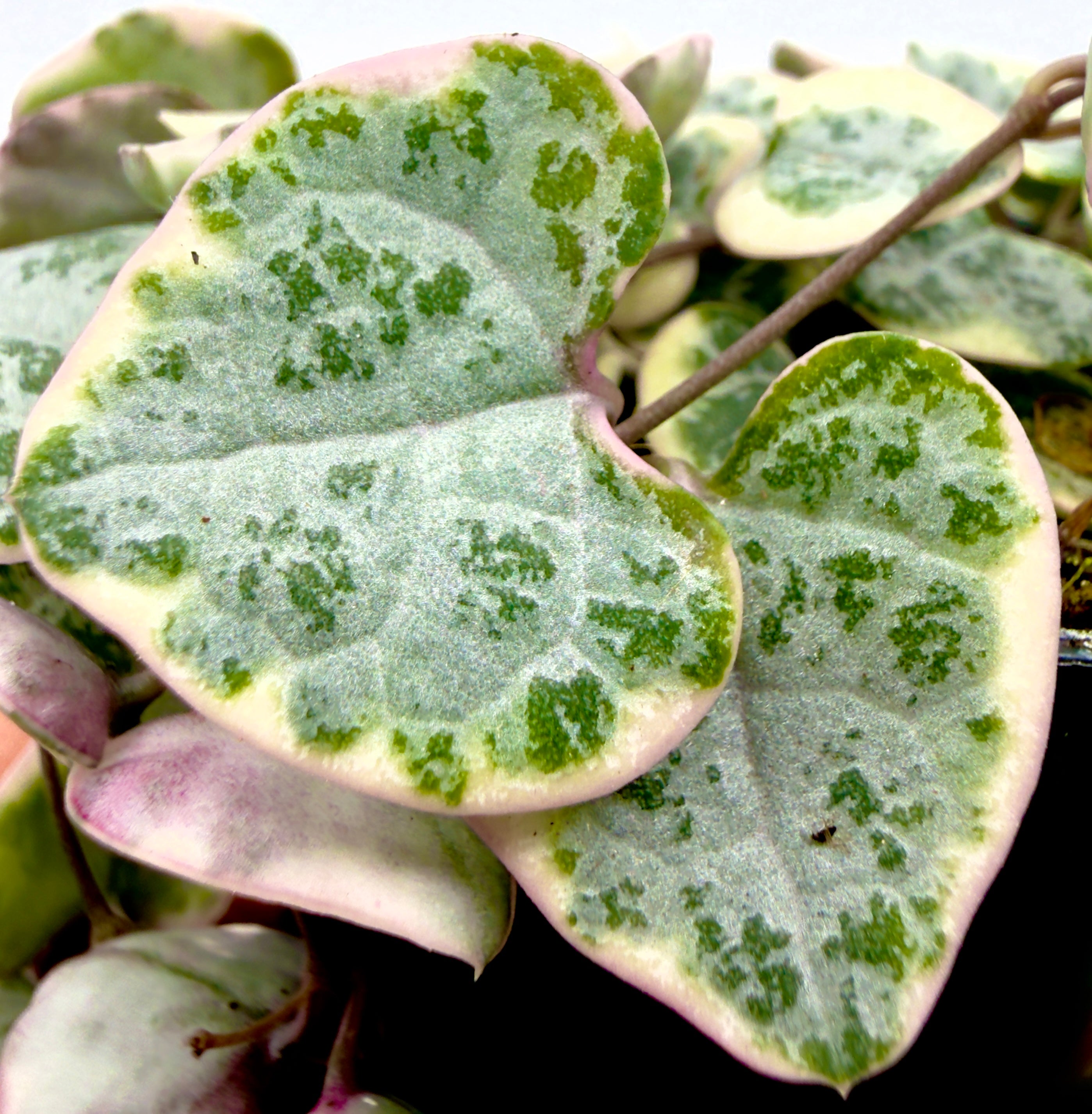 Ceropegia woodii &