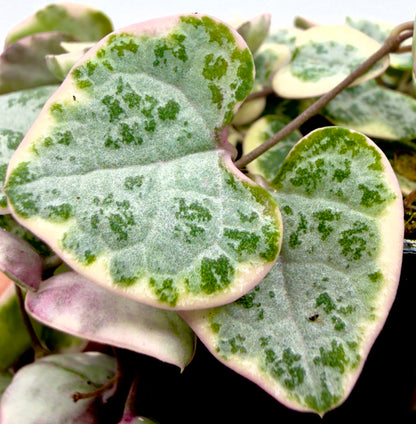 Ceropegia woodii &