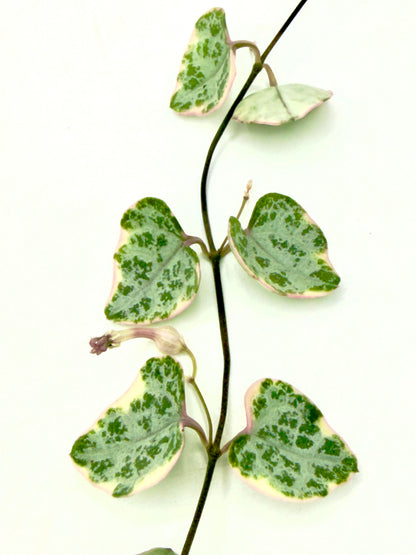 Ceropegia woodii &