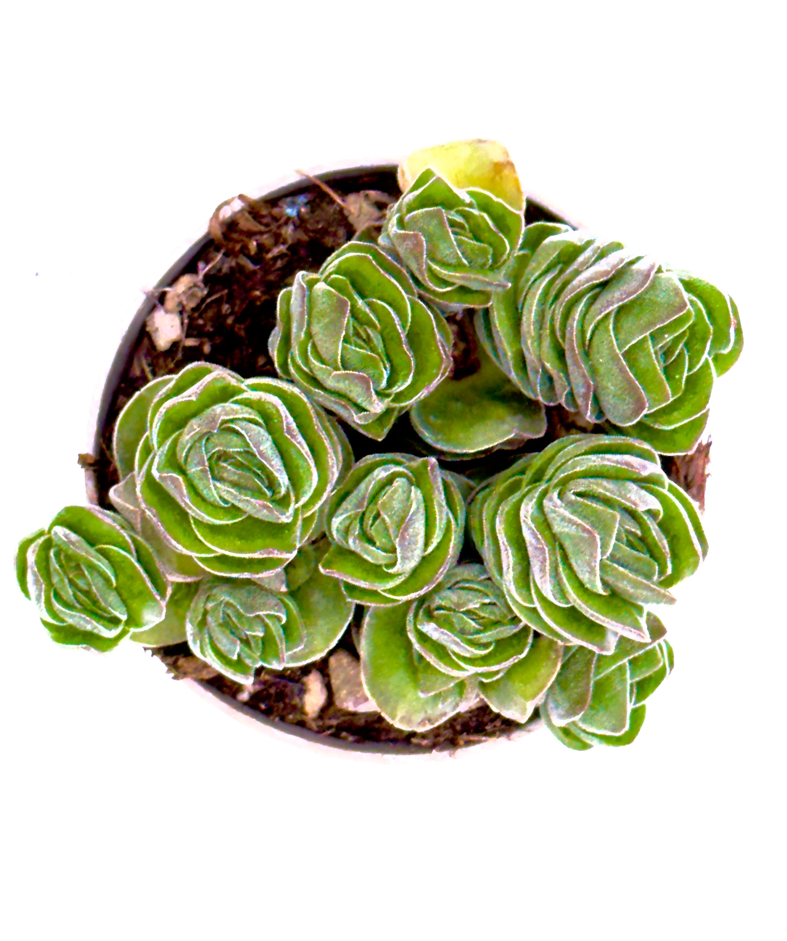 Crassula &