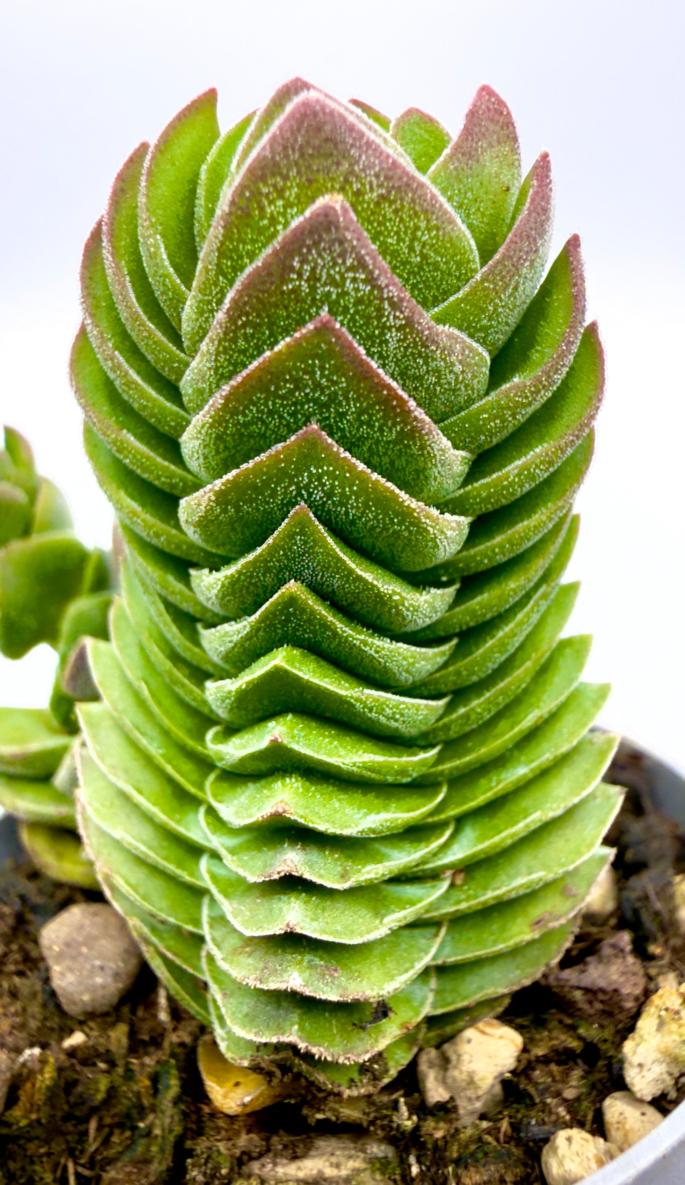 Crassula &