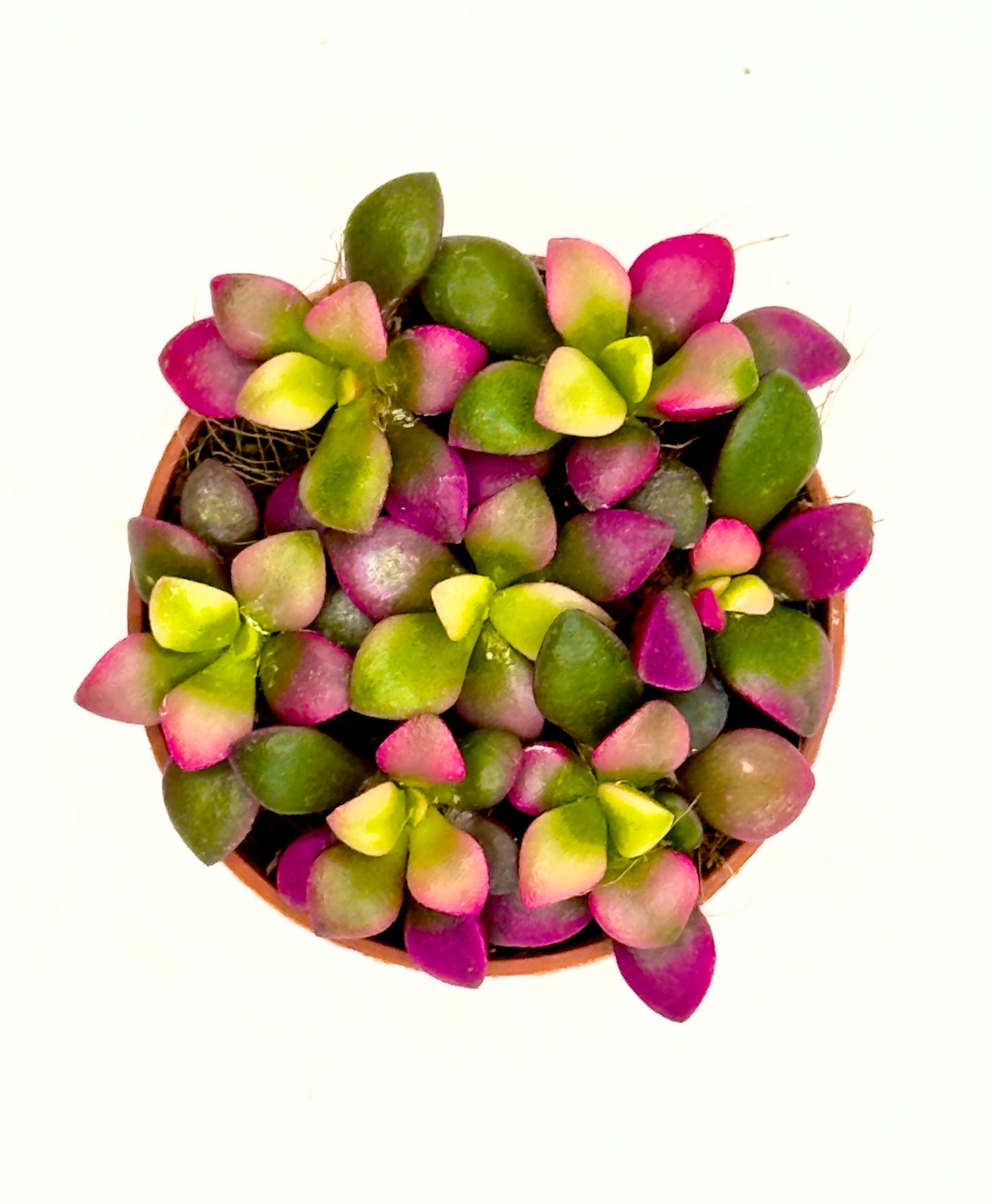 Baby Plant Anacampseros rufescens - La Succulenta Arcobaleno (Vaso 5,5 cm)