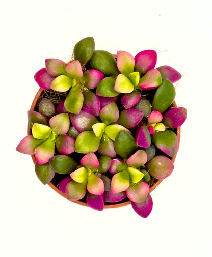 Baby Plant Anacampseros rufescens - La Succulenta Arcobaleno (Vaso 5,5 cm)