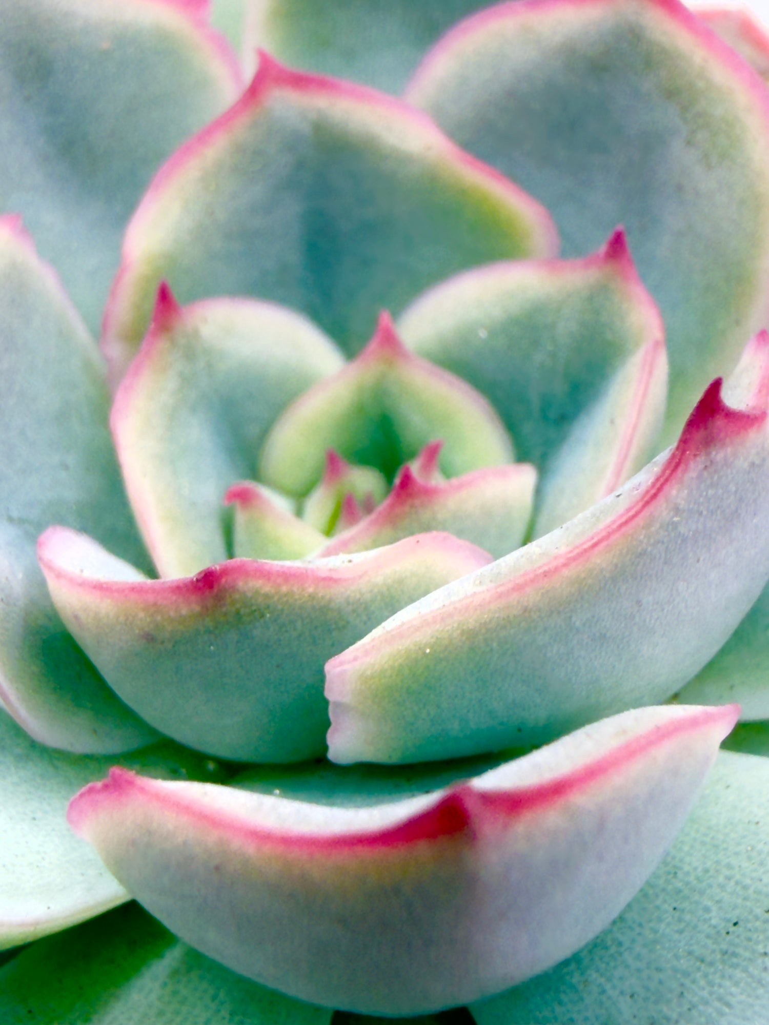 Baby Plant Echeveria &