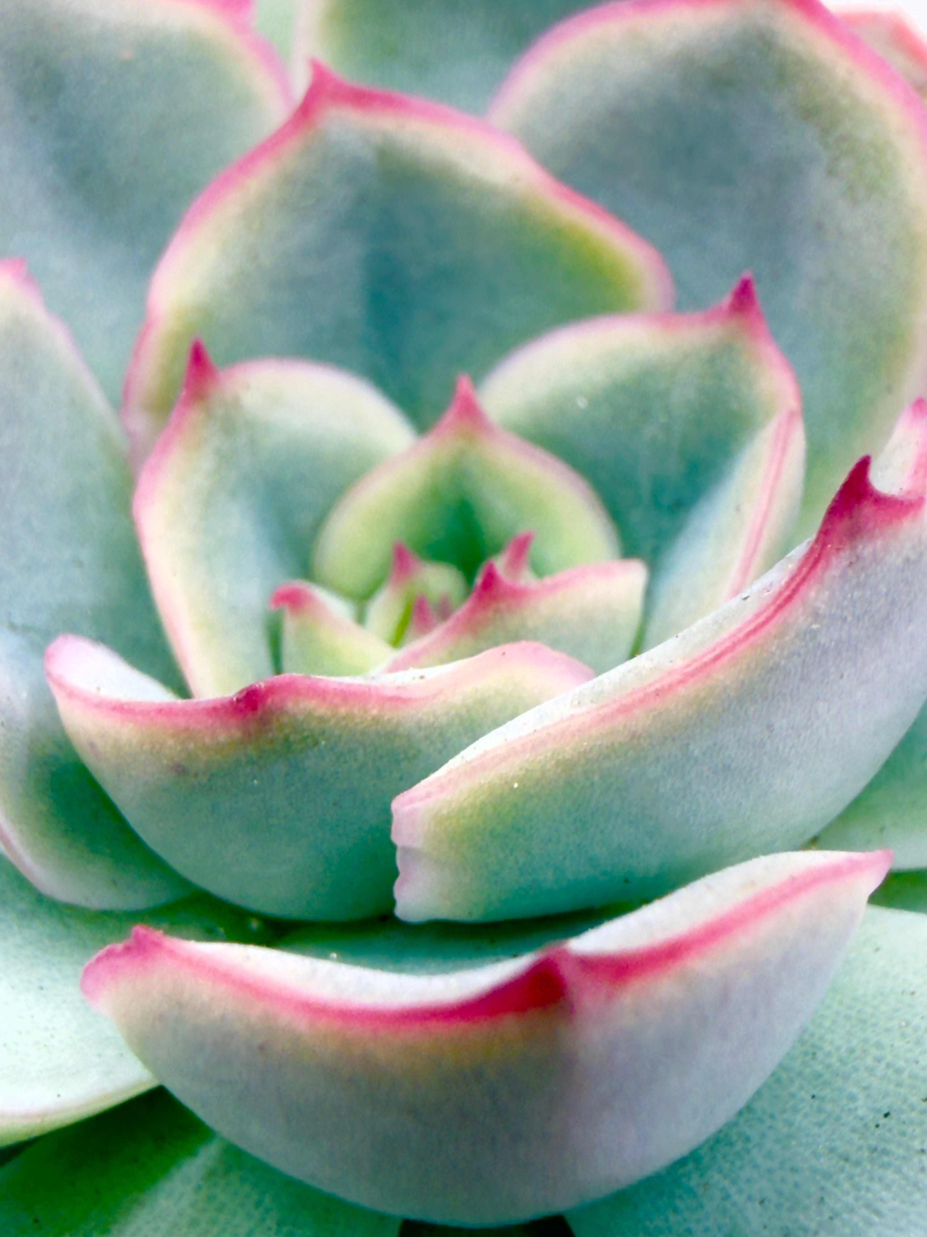 Baby Plant Echeveria &