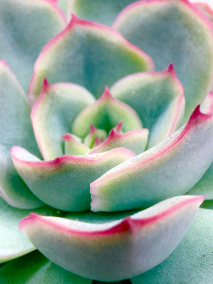 Baby Plant Echeveria &